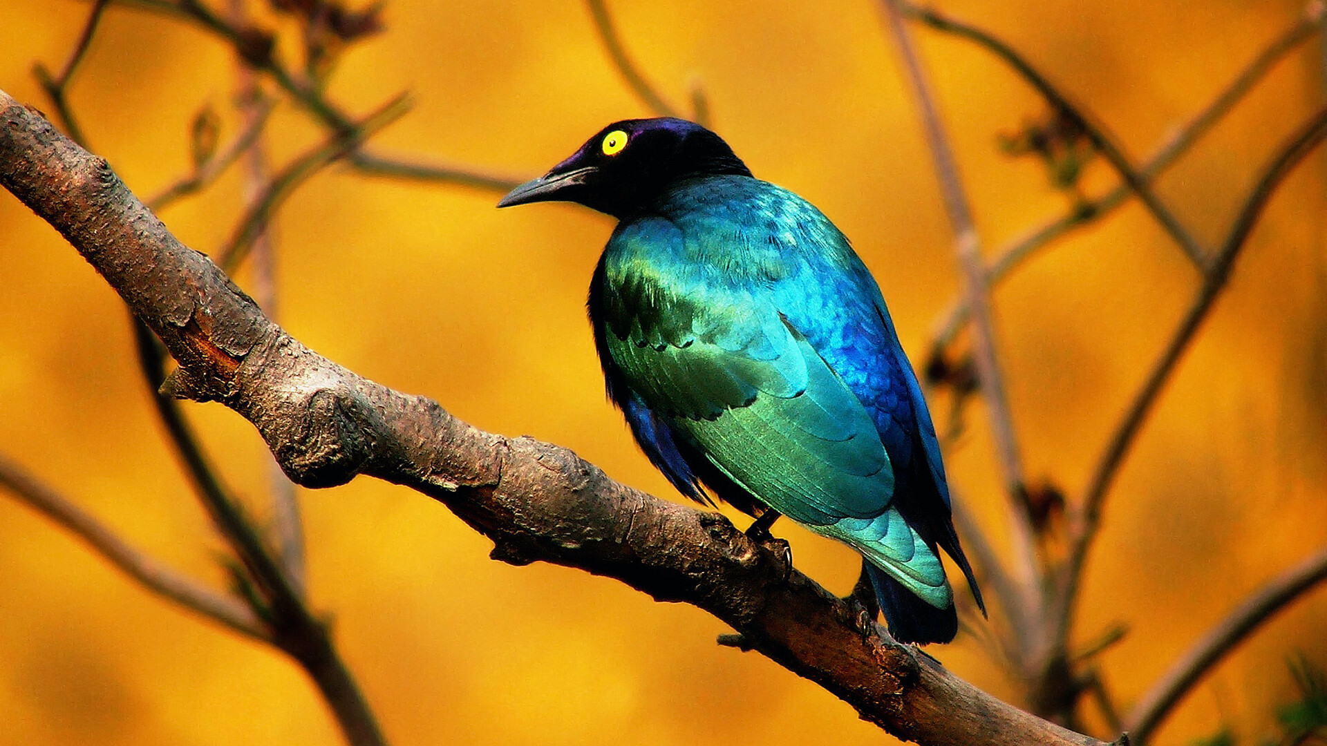 Splendid starling, Birds Wallpaper, 1920x1080 Full HD Desktop