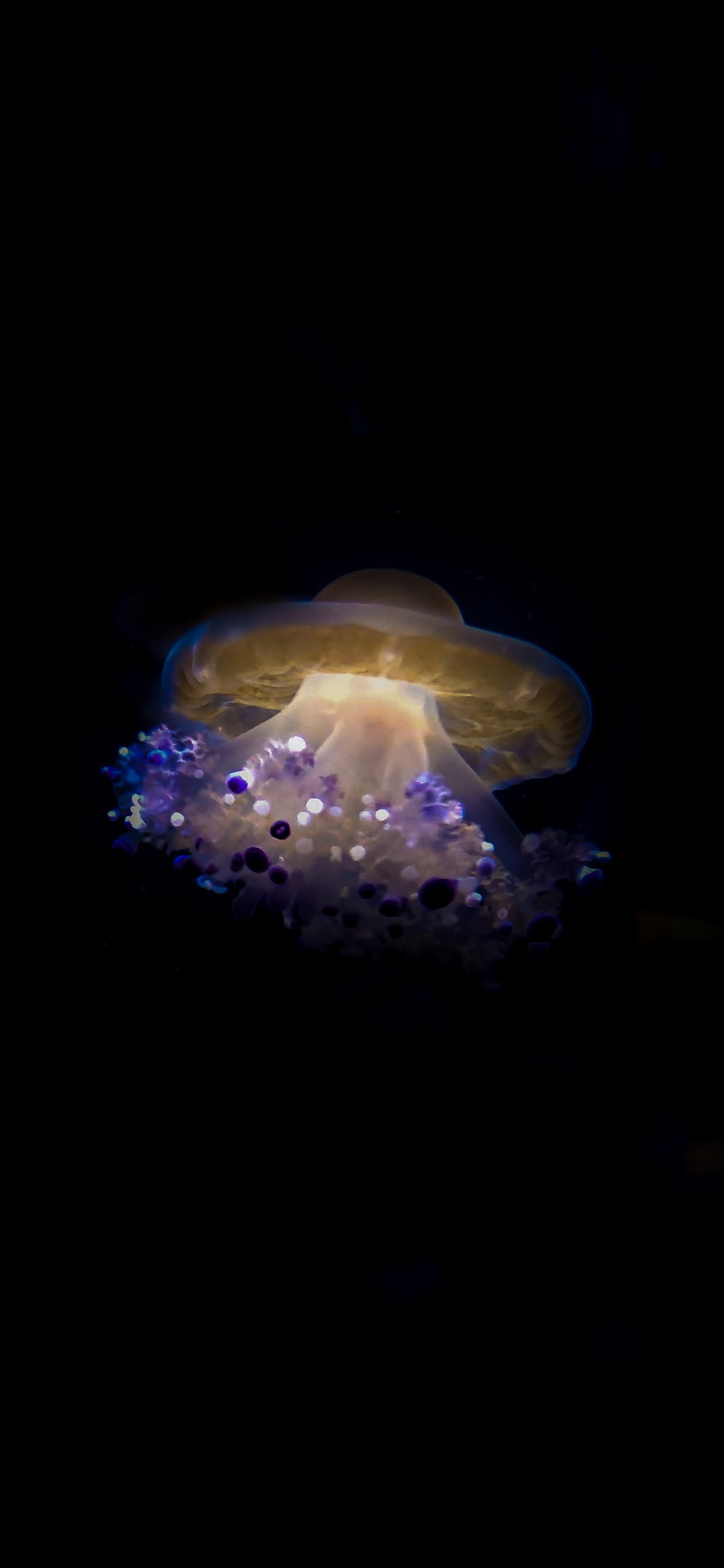 Cotylorhiza tuberculata, Jellyfish Wallpaper, 1250x2690 HD Phone