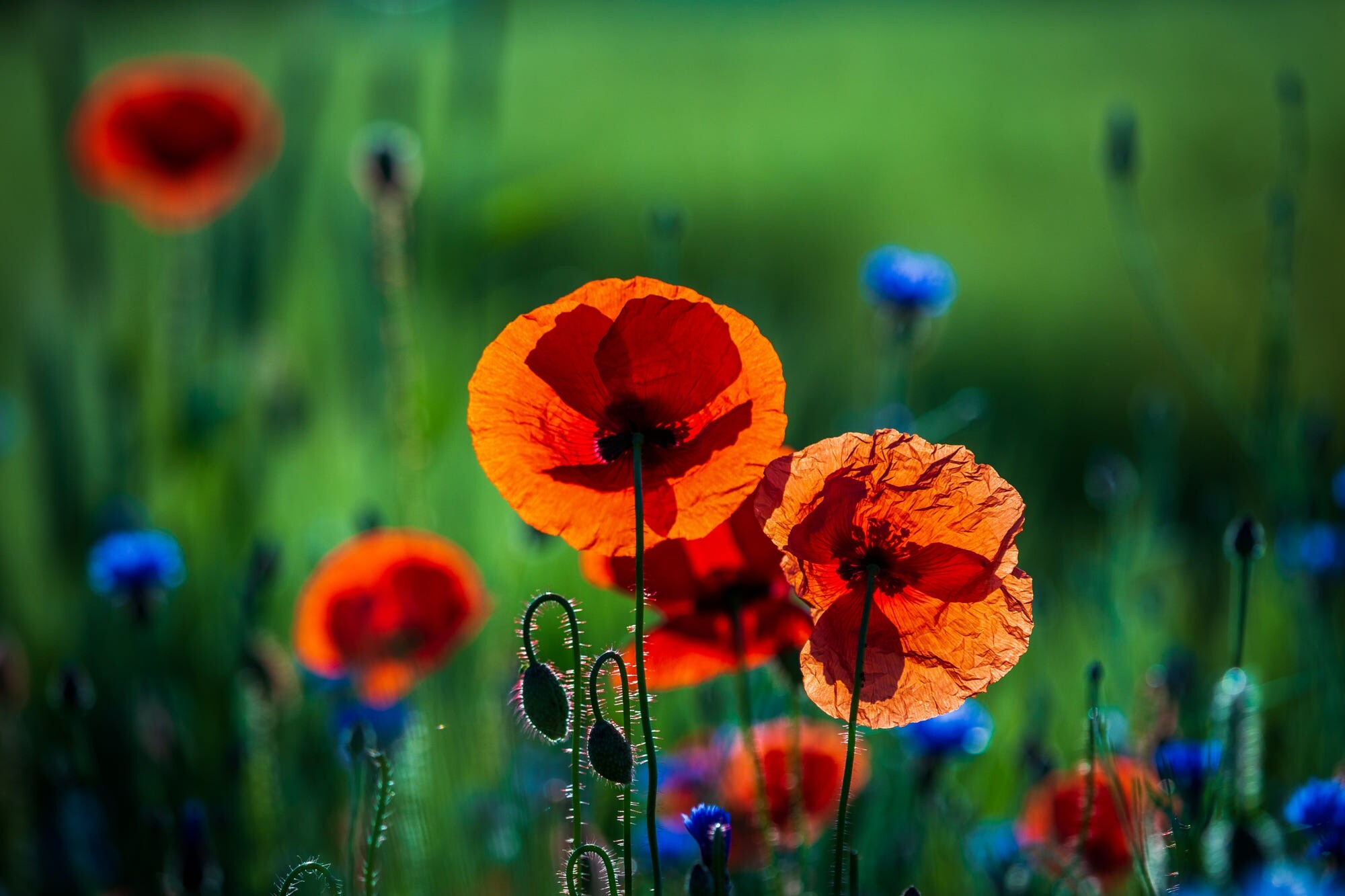 Poppy Flower, HD wallpaper, Vibrant backdrop, Floral beauty, 2000x1340 HD Desktop