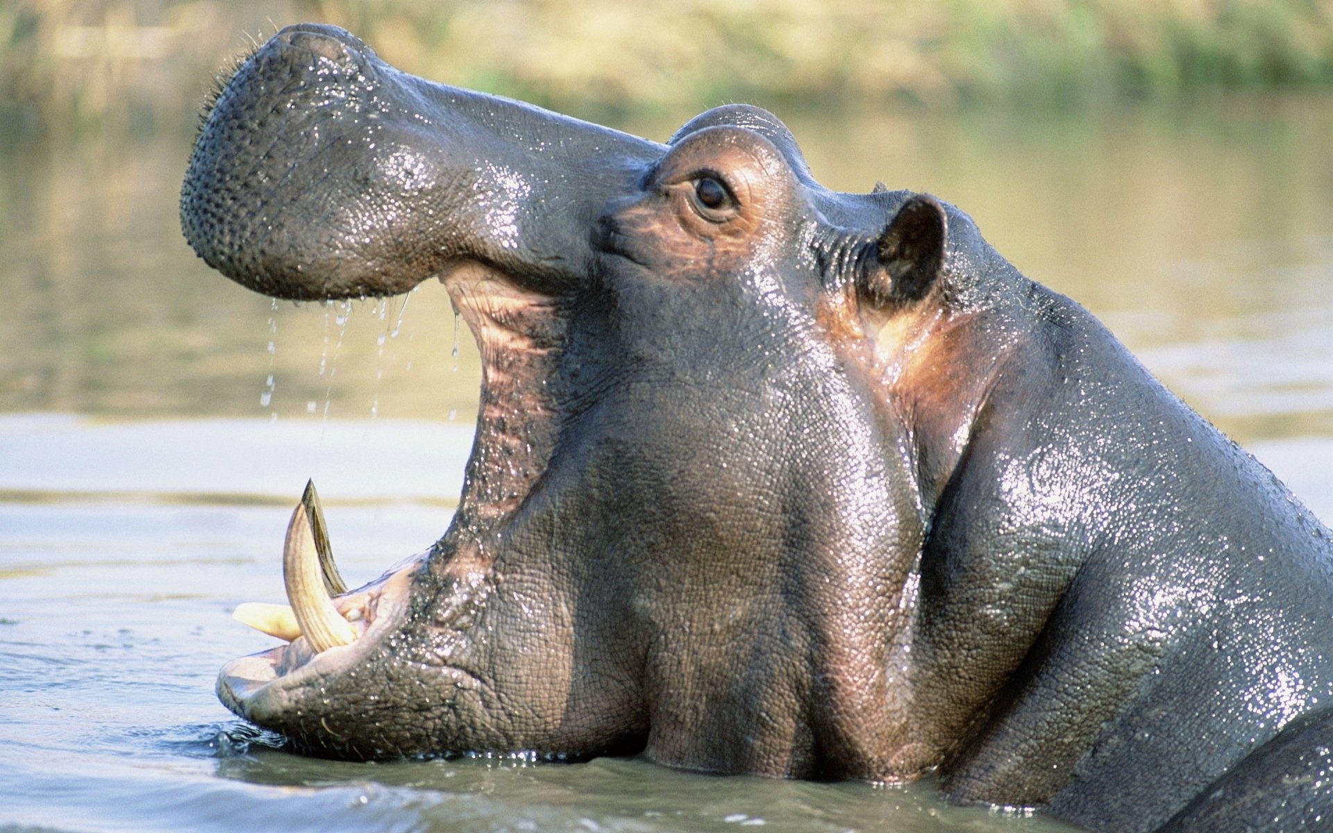 Background image, High definition, Hippo, 1920x1200 HD Desktop