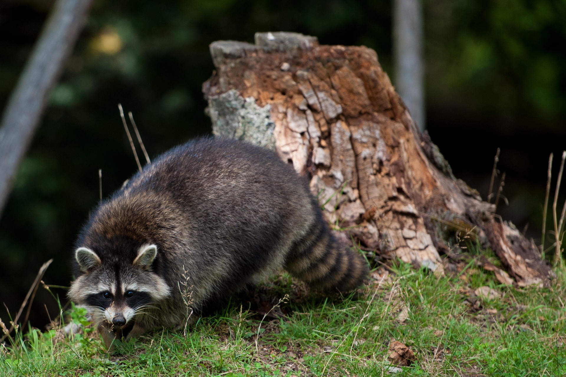 Masked bandit, Playful gestures, Procyon lotor, Wildlife photography, 1920x1280 HD Desktop