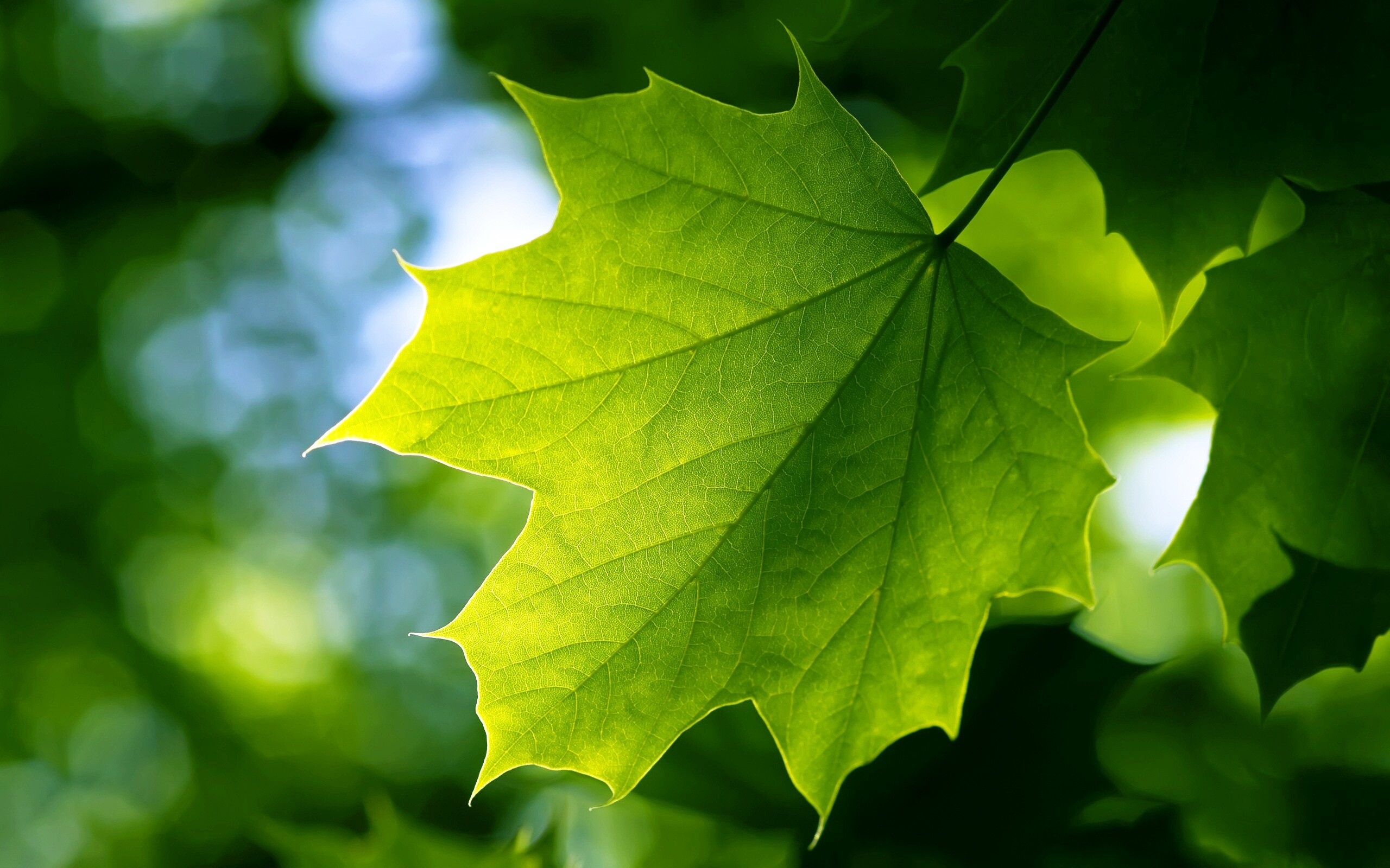 Leaves close-up, Botanical details, Nature's textures, Macro photography, 2560x1600 HD Desktop