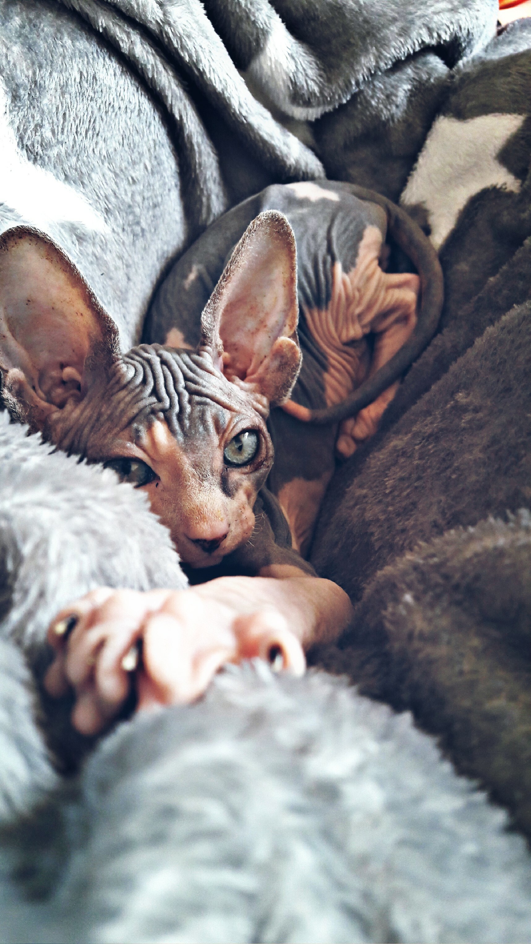 Pointed, Sphynx Wallpaper, 1720x3060 HD Phone