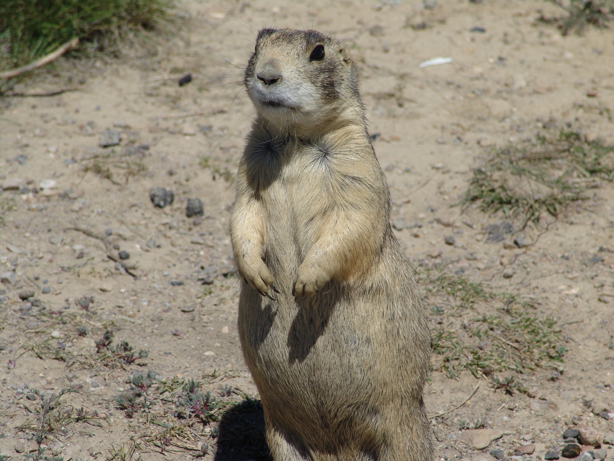 White-tailed Prairie Dog, Cynomys leucurus, Inaturalist, 2050x1540 HD Desktop