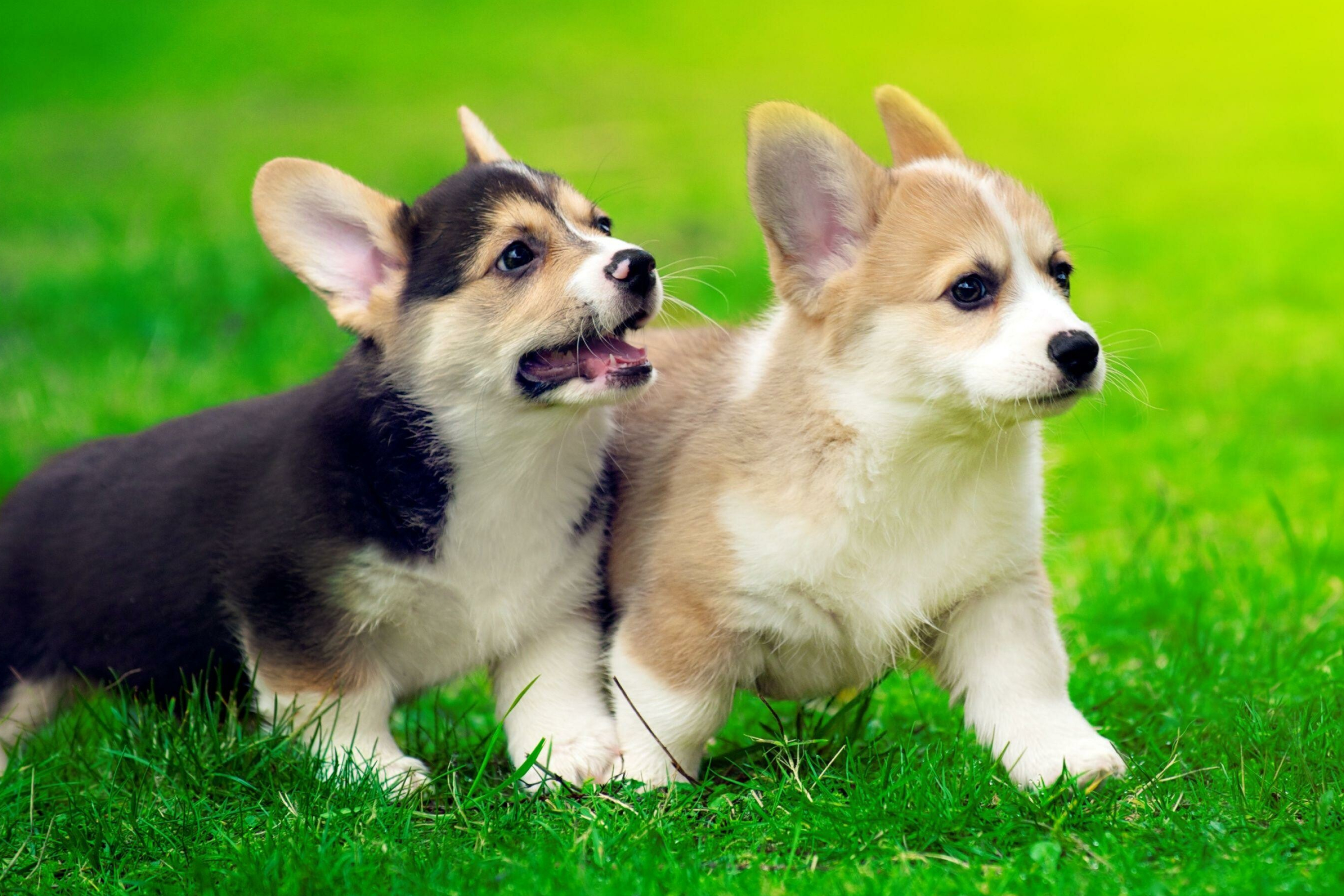 Siblings, Corgis Wallpaper, 3000x2000 HD Desktop