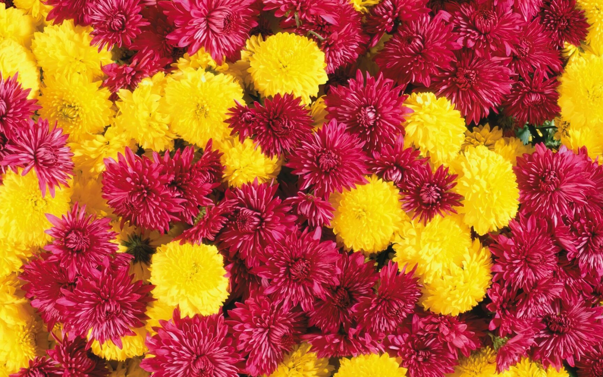 Purple and yellow chrysanthemums, Beautiful flower wallpaper, Colourful floral display, Vibrant blooms, 1920x1200 HD Desktop