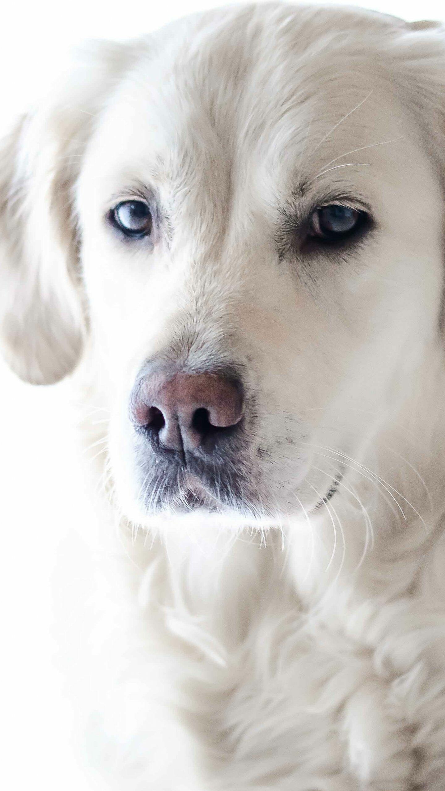 Close-up, Labrador Retrievers Wallpaper, 1440x2560 HD Phone