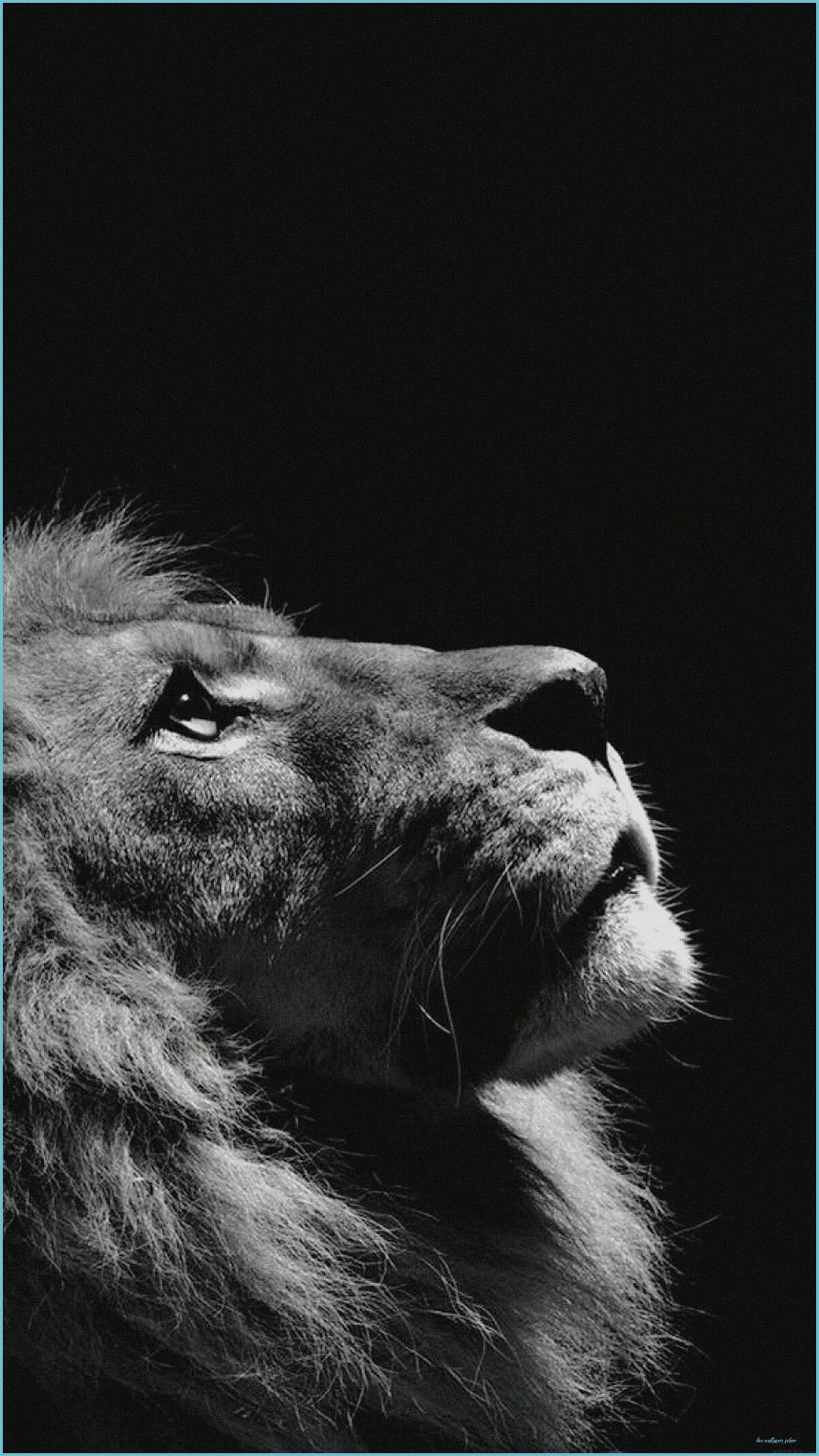 Lion iPhone wallpaper, HD quality, Mobile background, Striking visuals, 1210x2150 HD Phone