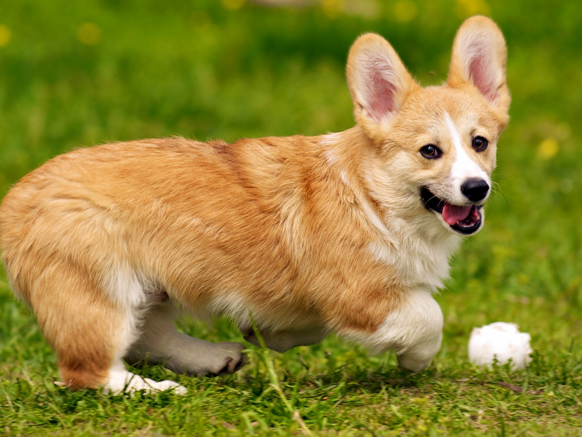 Playing, Corgis Wallpaper, 1920x1440 HD Desktop