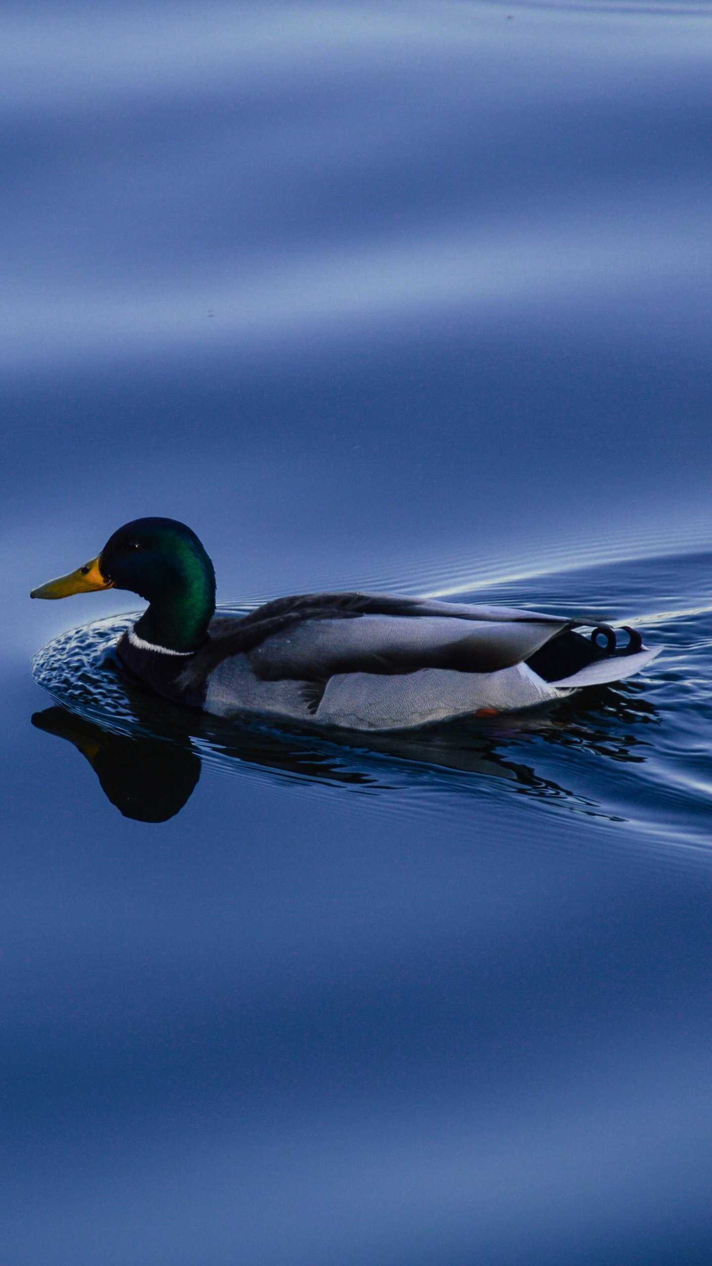 Duck with unique pattern, Intriguing design, Eye-catching wallpaper, Distinctive visuals, 1440x2560 HD Phone