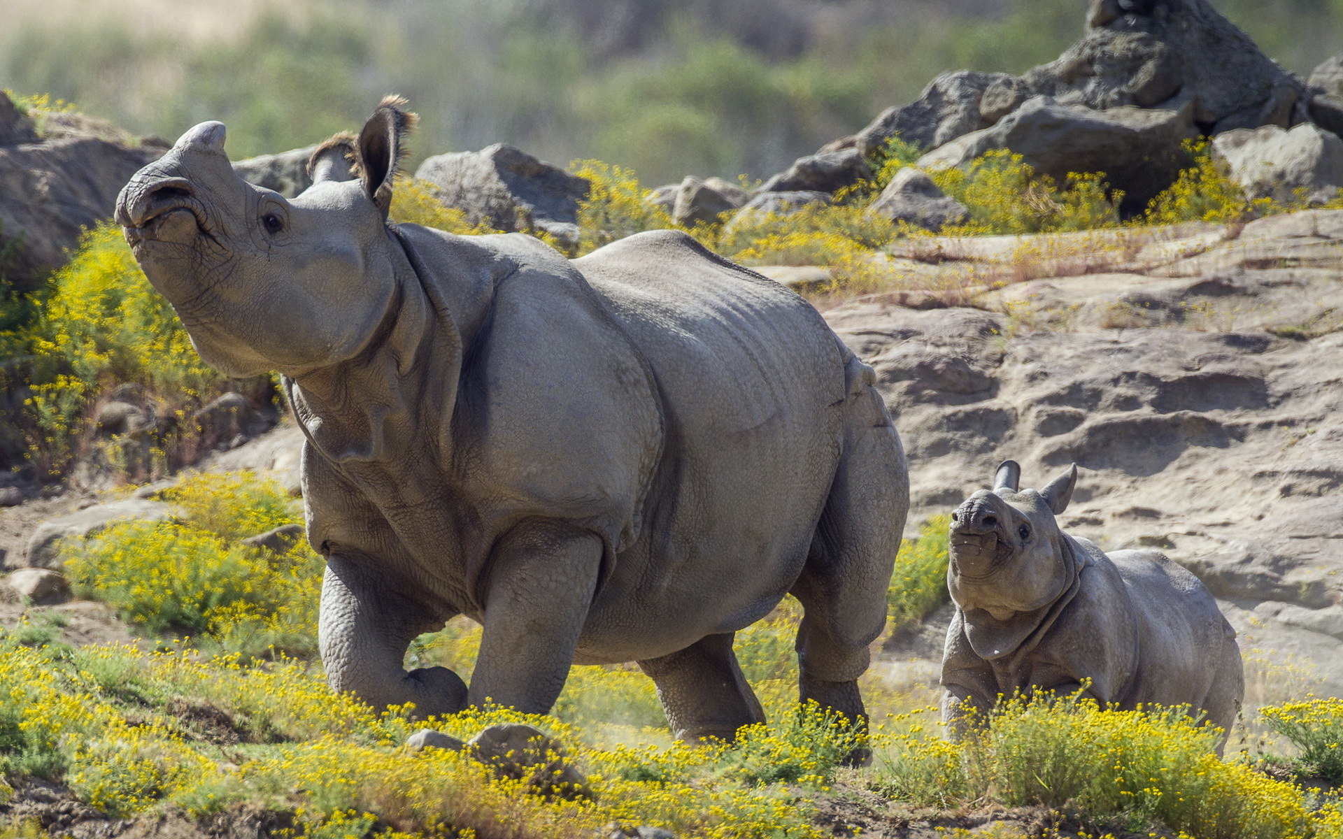 The Indian, Rhino Wallpaper, 1920x1200 HD Desktop