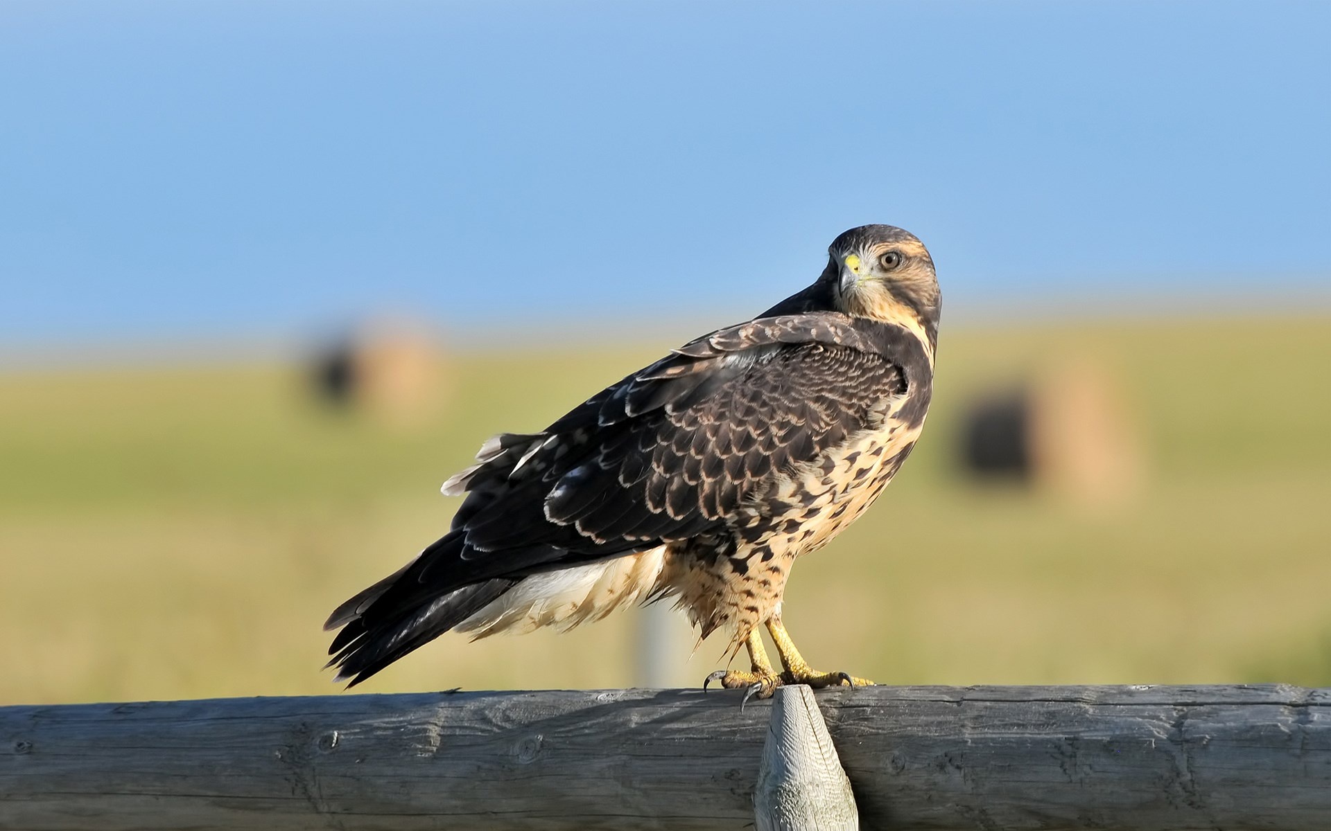 Hawk wallpaper, Bird, Wildlife, Free download, 1920x1200 HD Desktop