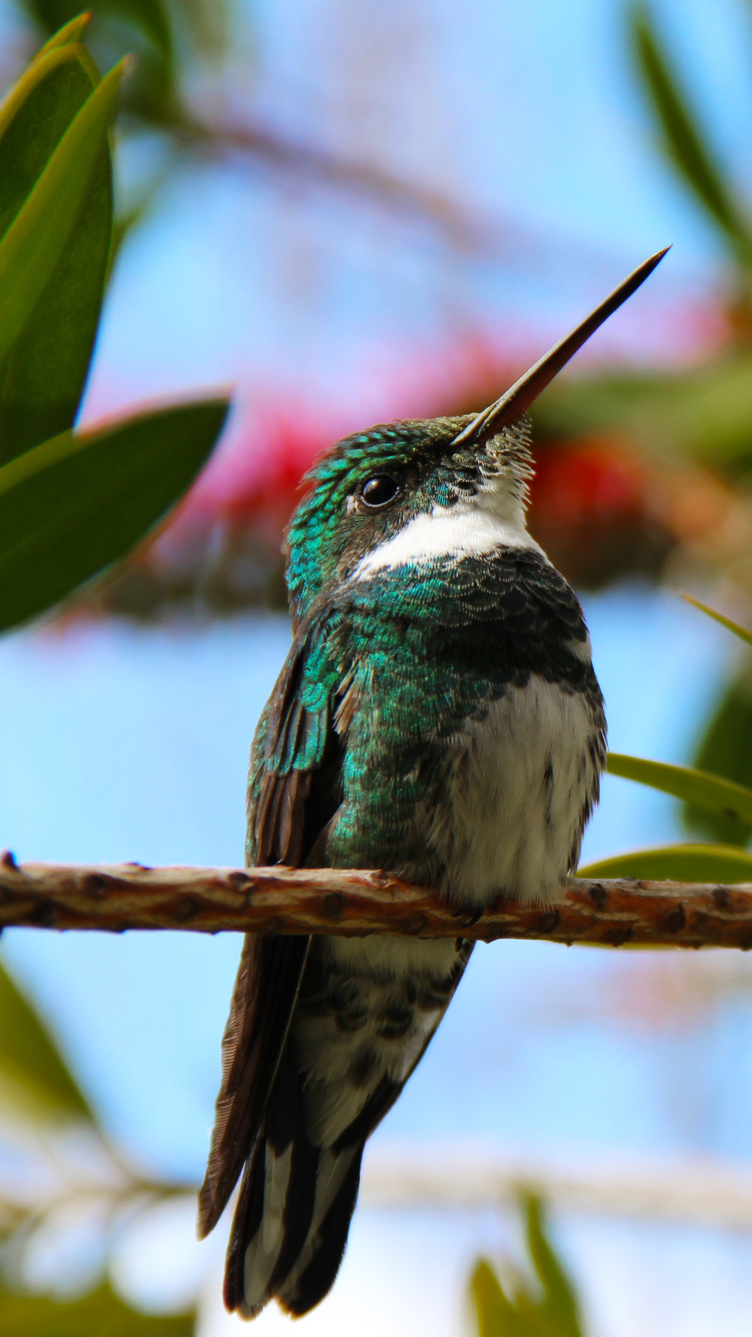 White-throated, Hummingbirds Wallpaper, 1080x1920 Full HD Phone