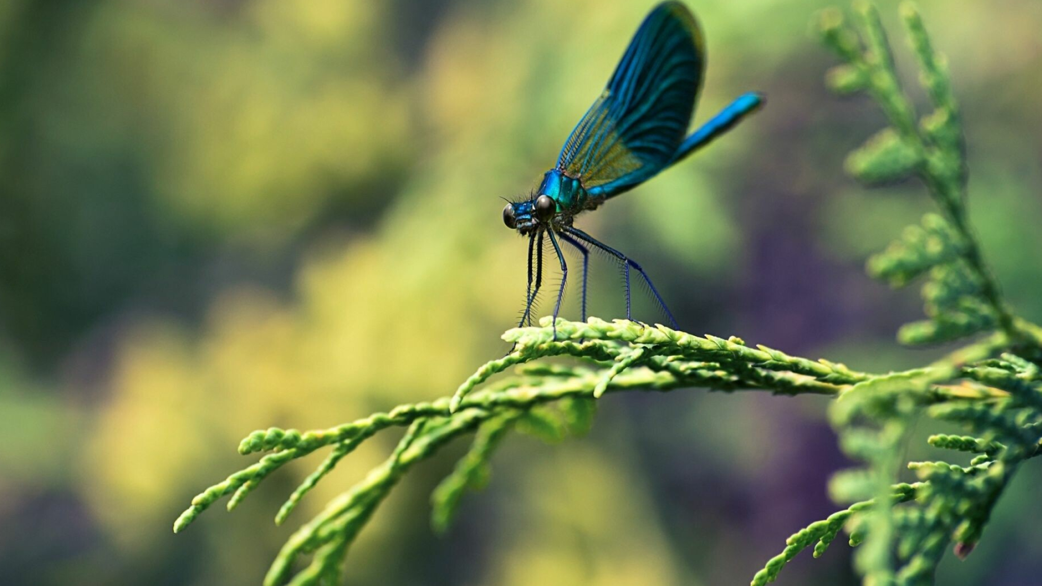 Animated dragonfly wallpaper, Best HD dragonfly, Beautiful photography, 2050x1160 HD Desktop