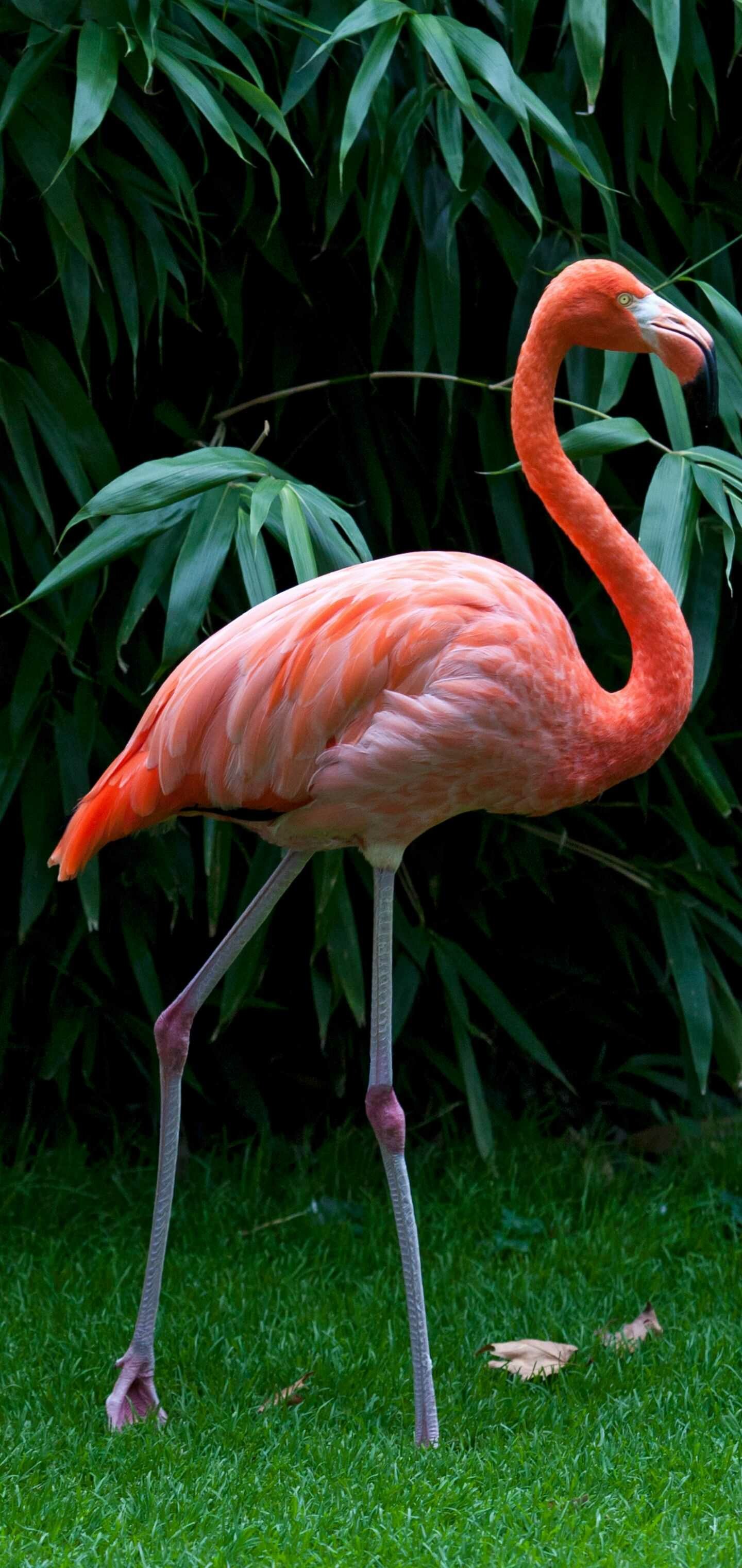 Flamingo wallpaper, Beautiful design, Mesmerizing visuals, Vibrant colors, 1440x3040 HD Phone