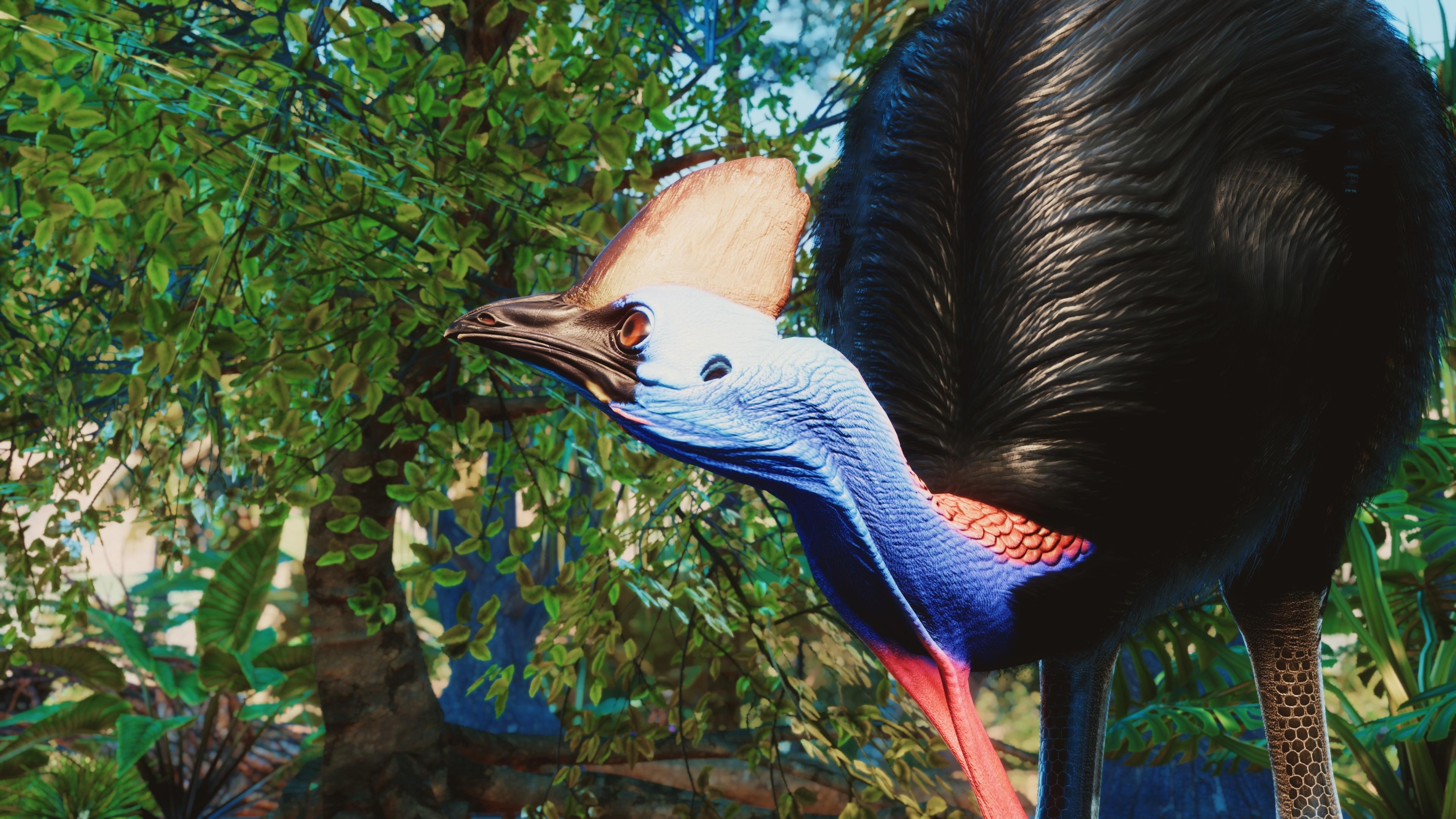 Southern cassowary, Rare sight, Rainforest dweller, Stealthy hunter, 3840x2160 4K Desktop