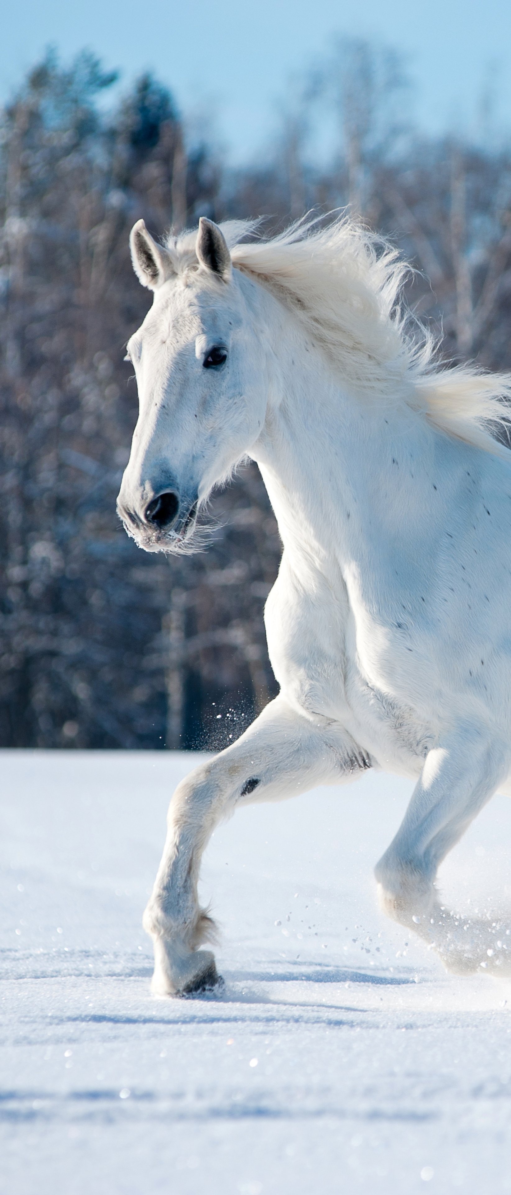 Animalistic beauty, Majestic horse, Stunning visuals, Nature's masterpiece, 1650x3840 HD Phone