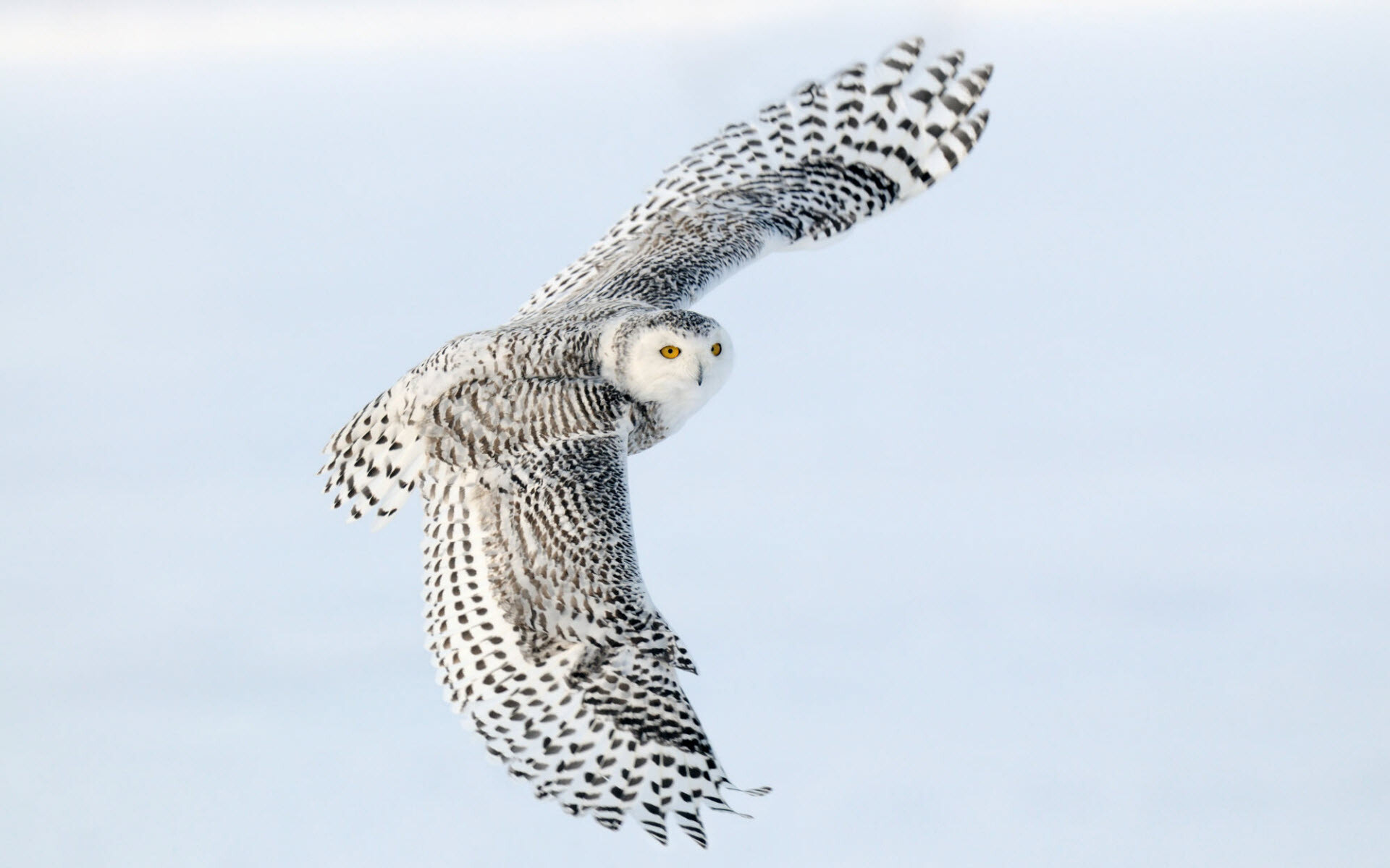 Snowy owl wallpapers, Stunning bird photography, Majestic and elegant, Symbol of winter beauty, 1920x1200 HD Desktop