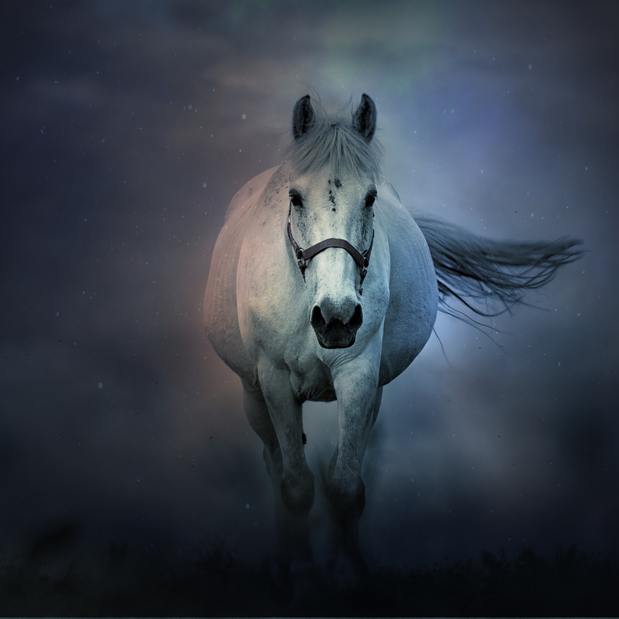 White horse, Running, Dark background, Animals, 2050x2050 HD Phone