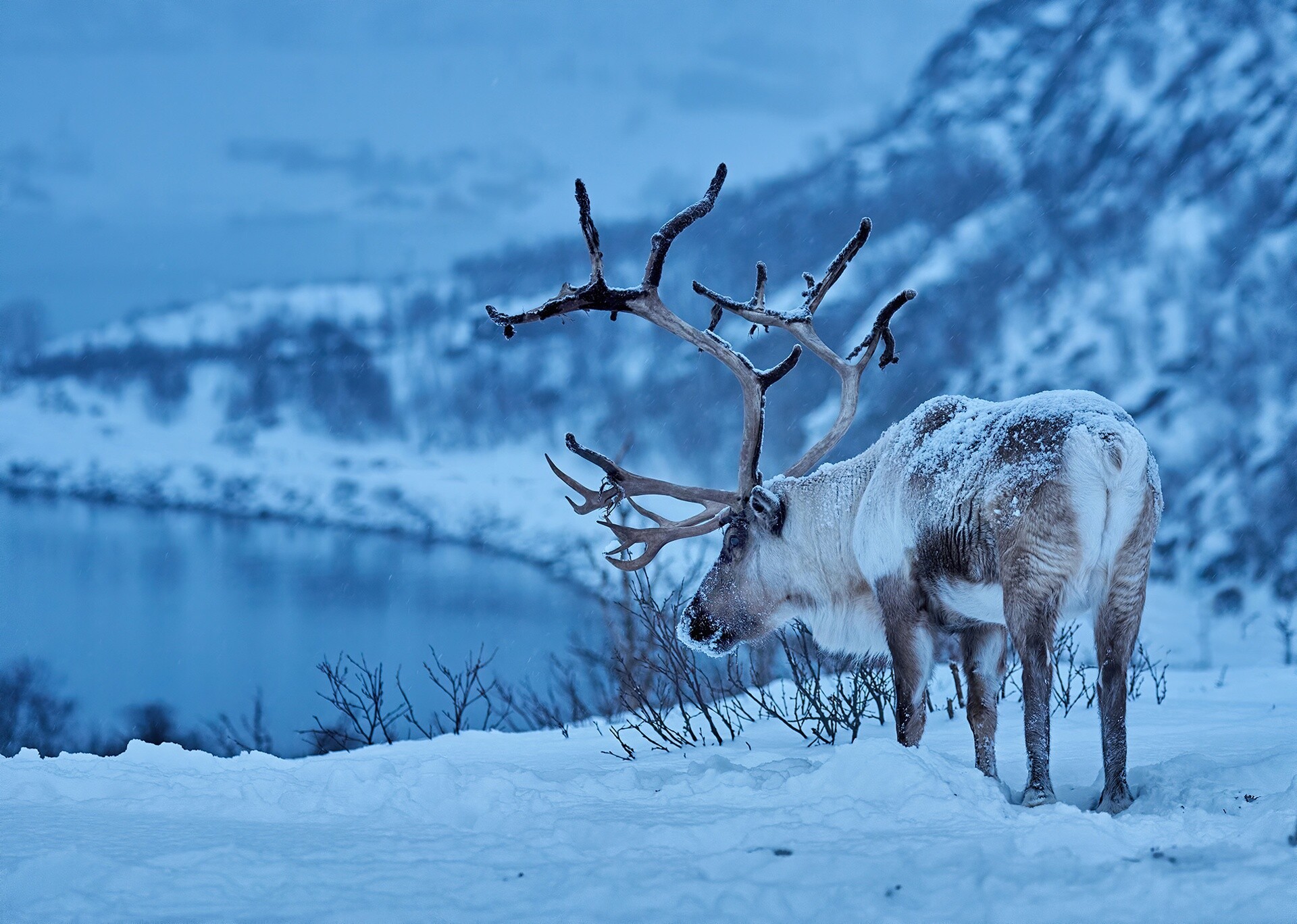 Reindeer HD wallpaper, Beautiful image, Graceful creature, Breathtaking, 1920x1370 HD Desktop