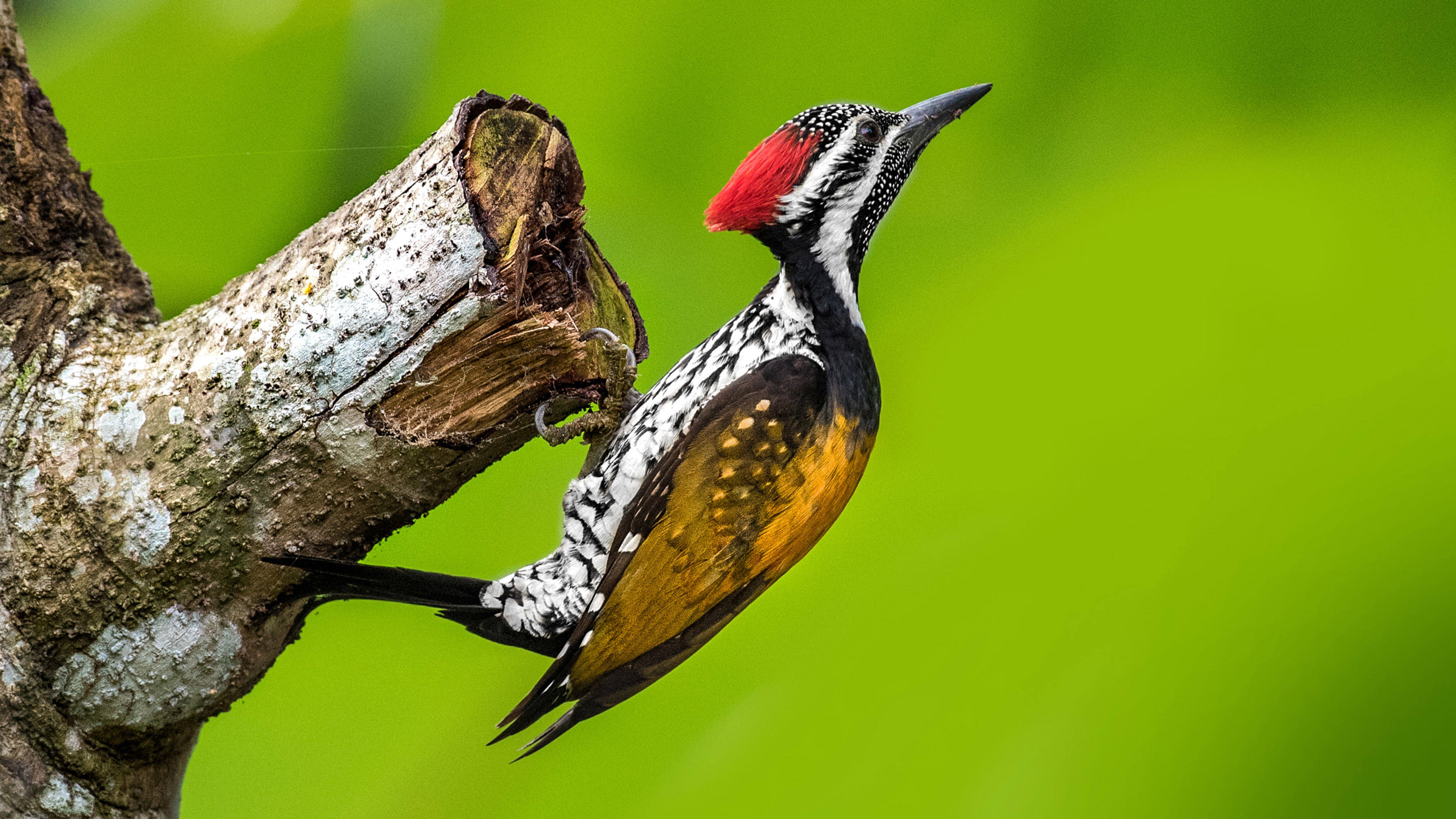 Black-rumped flameback, Woodpecker Wallpaper, 3840x2160 4K Desktop