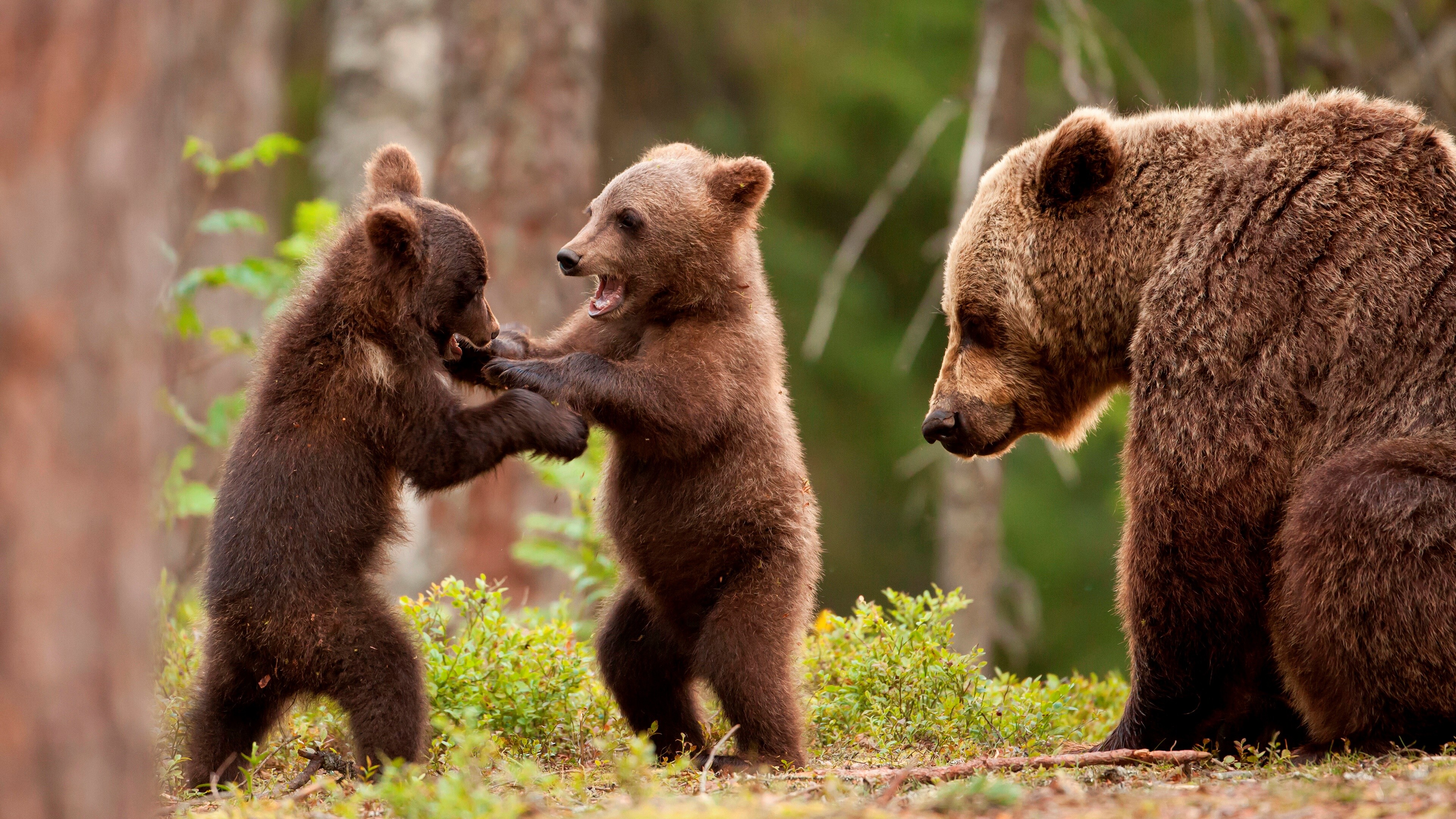 Cubs, Bears Wallpaper, 3840x2160 4K Desktop