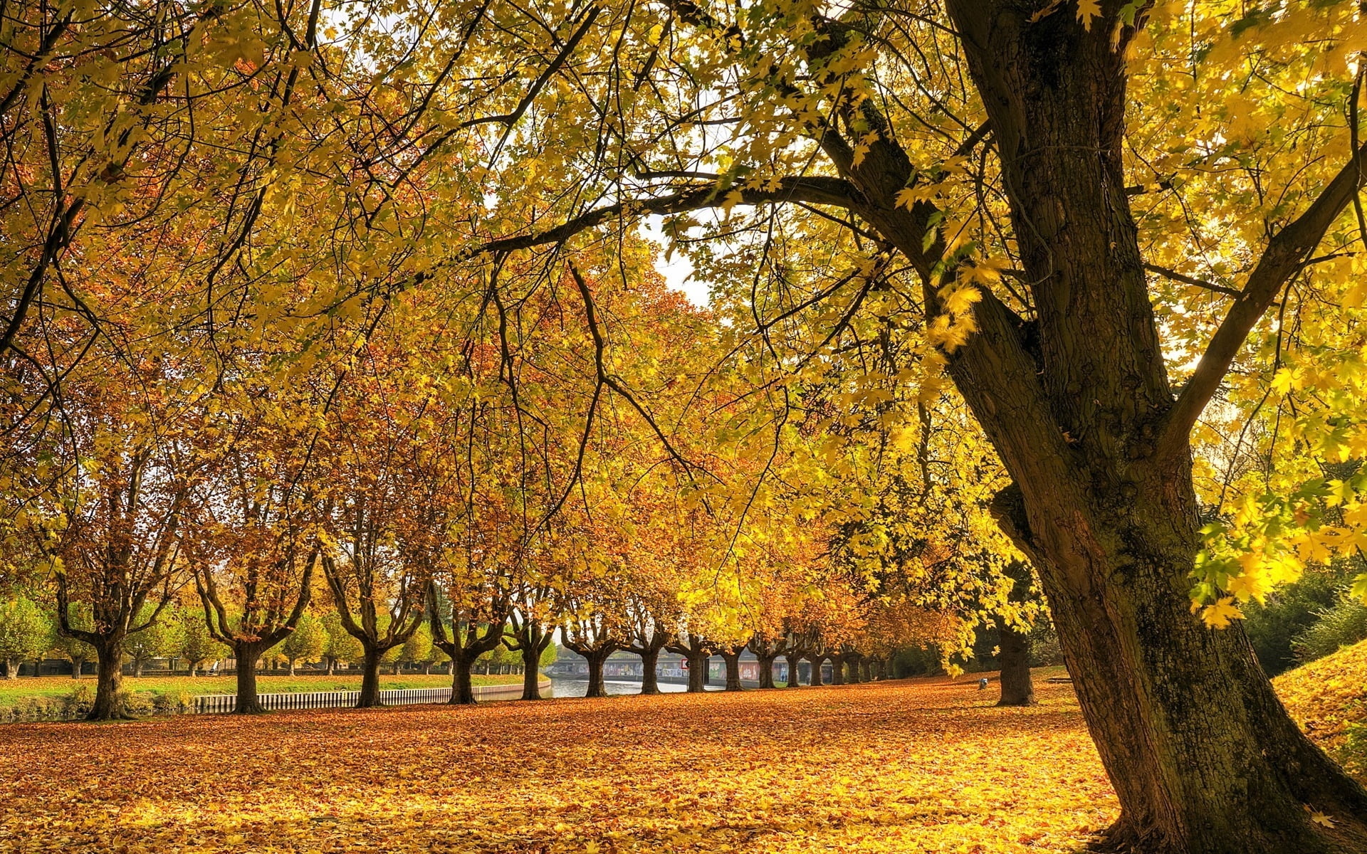 Yellow maple trees, HD wallpaper, Nature, Landscape, 1920x1200 HD Desktop