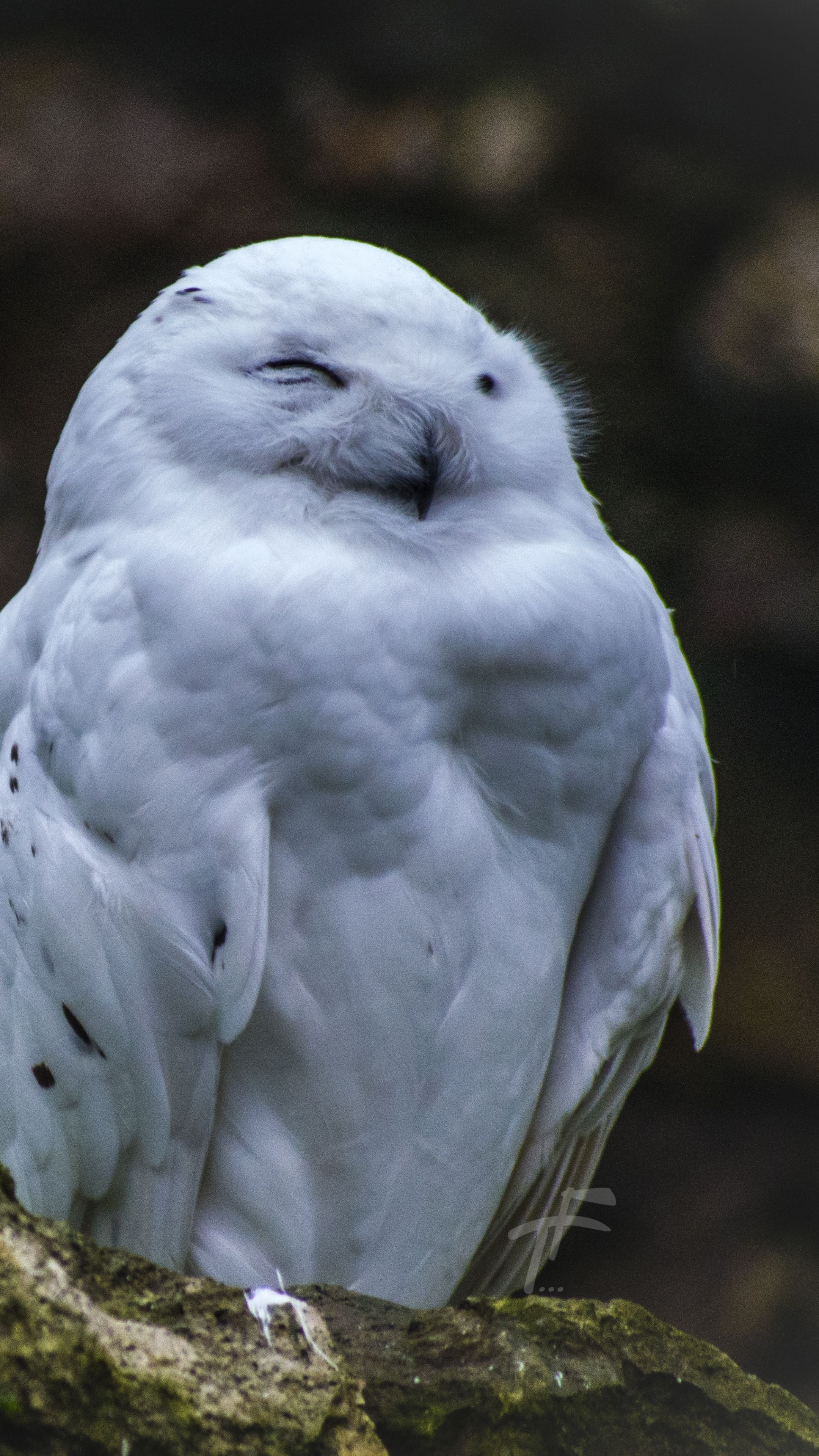 Hedwig, Cute animals, 2160x3840 4K Phone