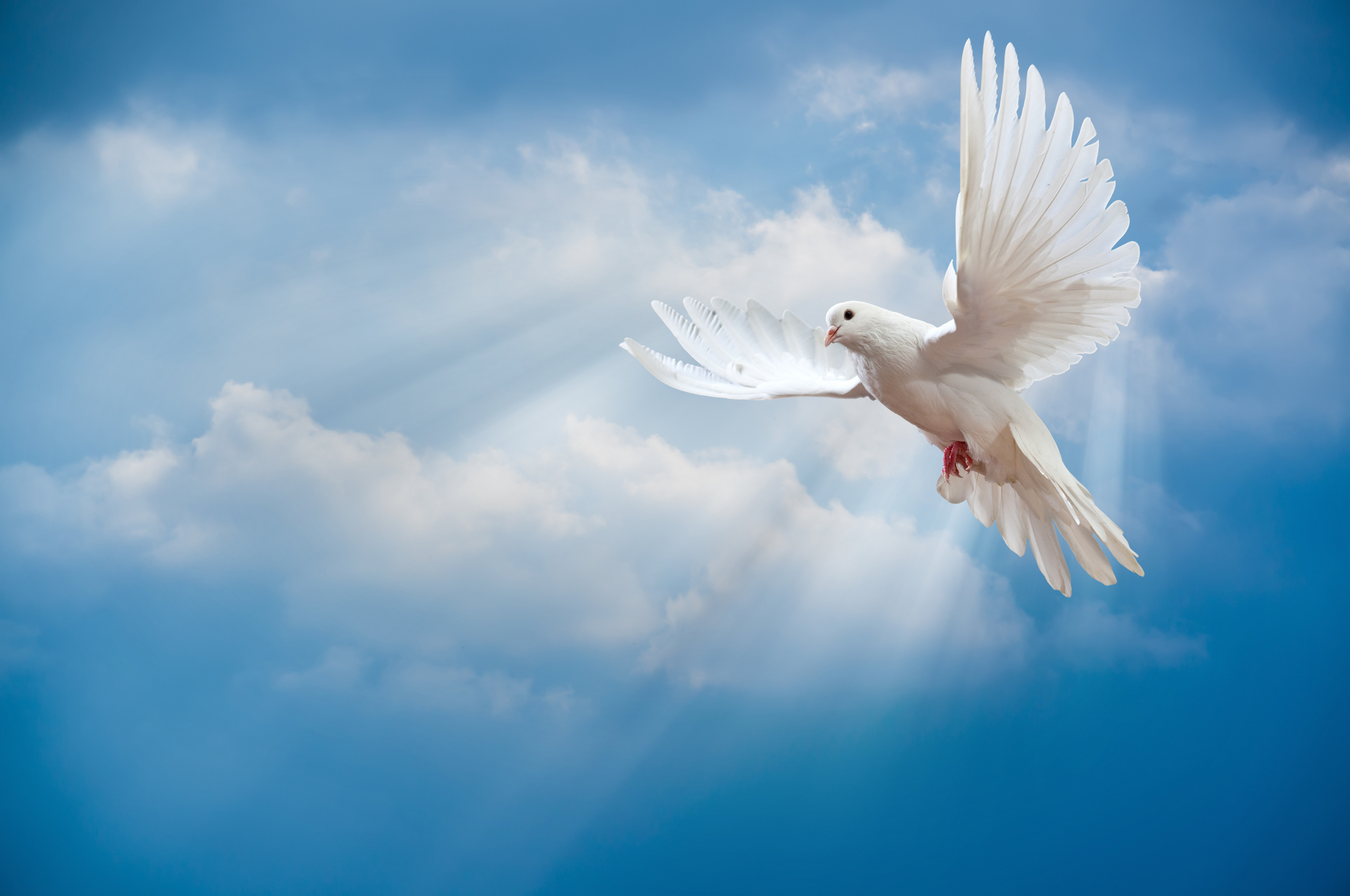 Peace symbol, Pigeons Wallpaper, 2560x1700 HD Desktop