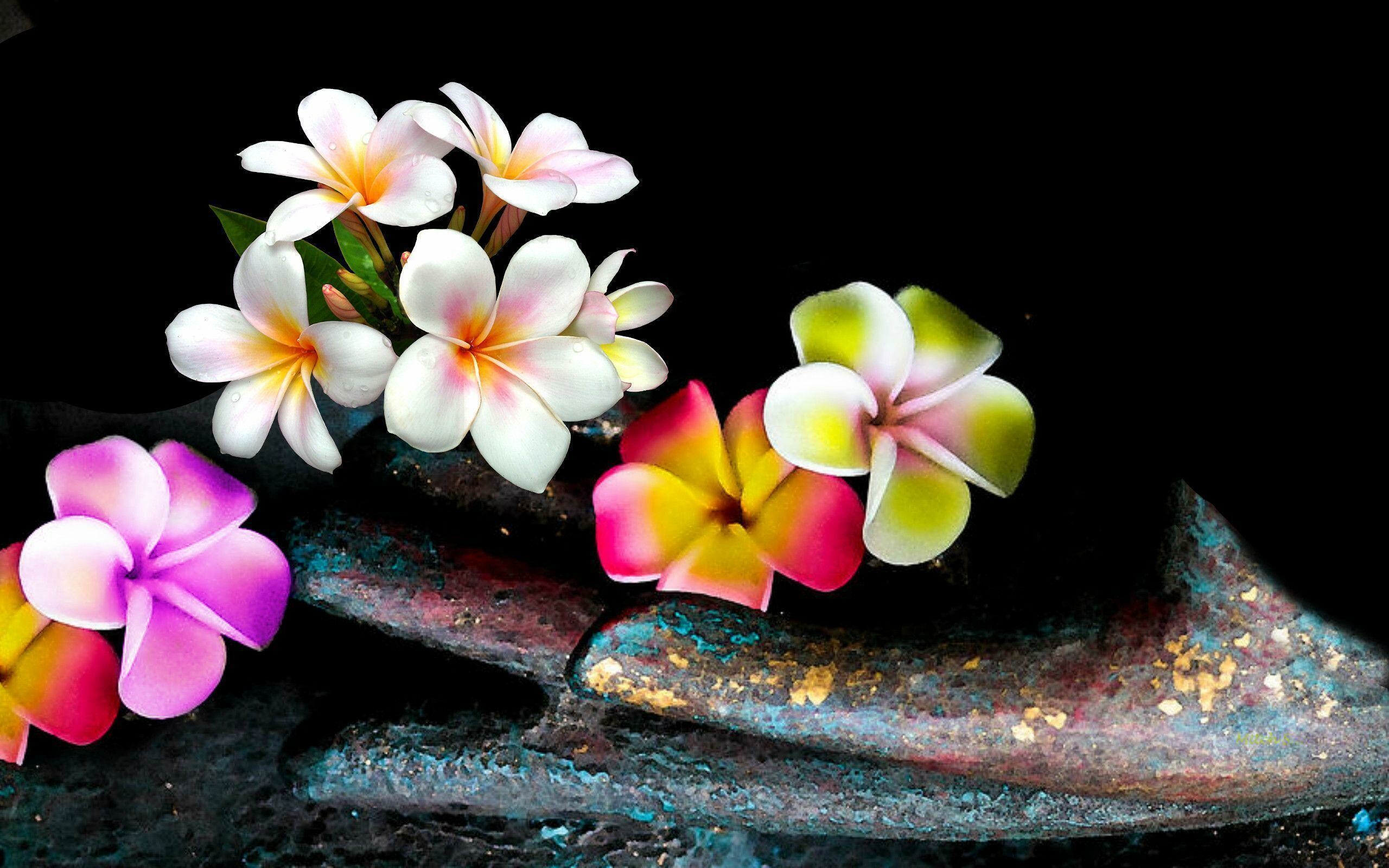 Plumeria wallpapers, Stunning background, Free beauty for all, Nature's floral gift, 2560x1600 HD Desktop