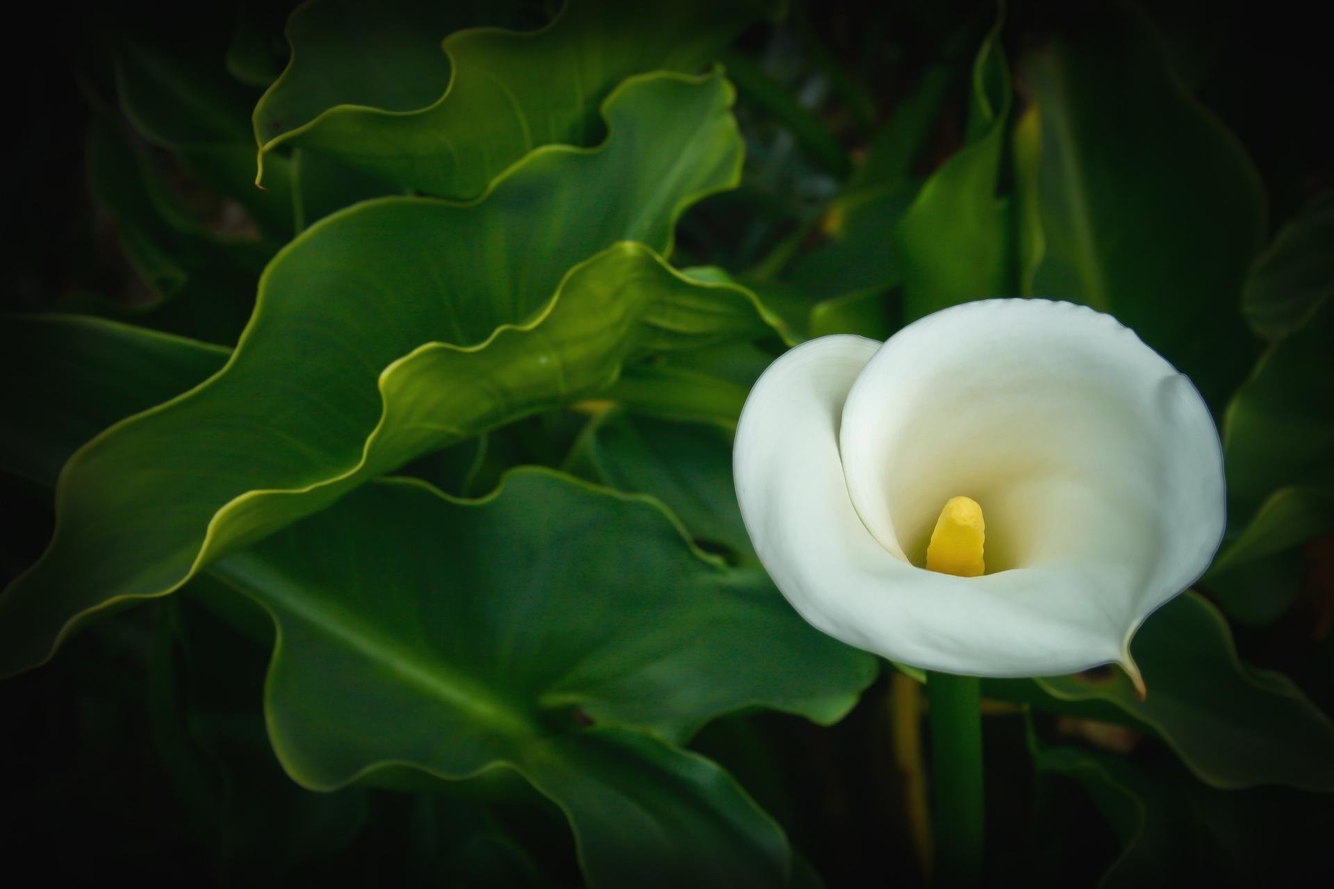 Calla Lily, Nature's elegance, Delicate petals, Botanical beauty, 1920x1280 HD Desktop