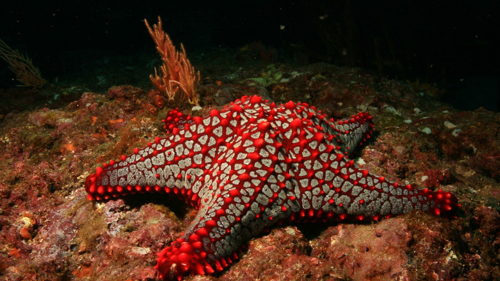 Red sea star fascination, Unique marine coloration, Biodiversity wonder, Underwater exploration, 1920x1080 Full HD Desktop