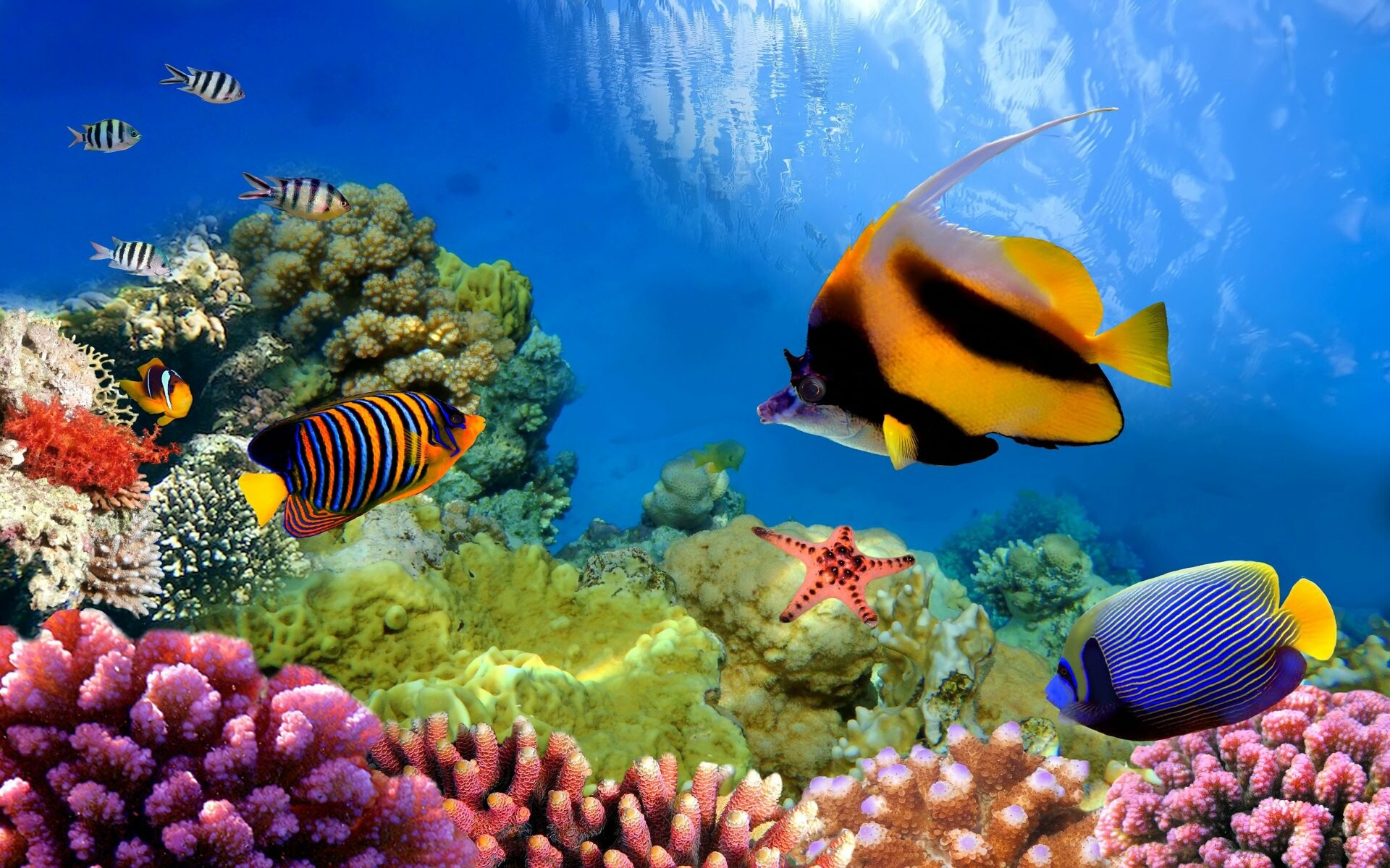 4K ultra HD, Great Barrier Reef, Hintergrnde, 1920x1200 HD Desktop