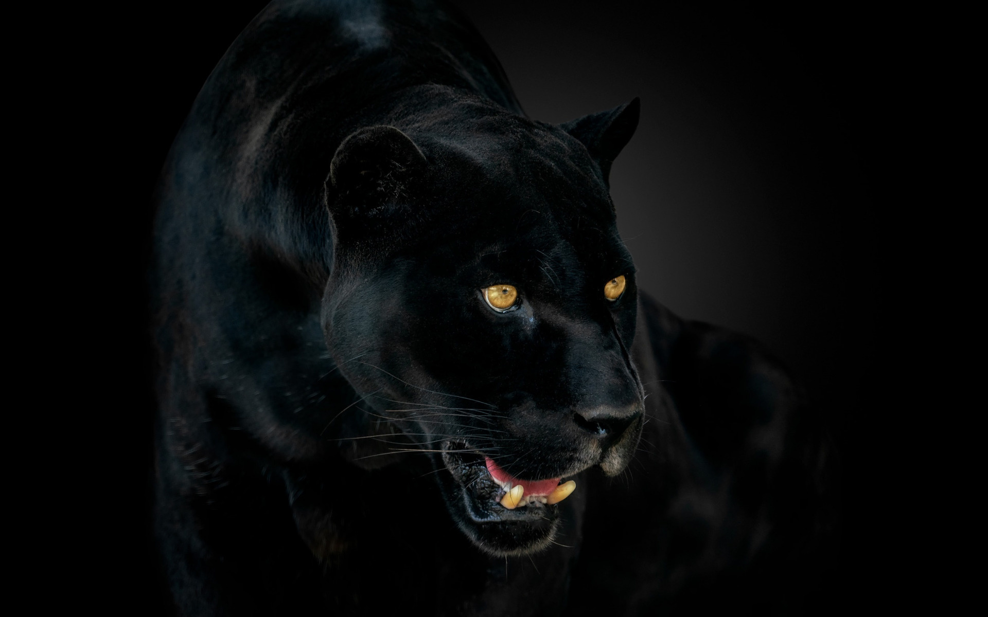 High definition wallpaper, Striking panther, Animal kingdom elegance, Nature's marvel, 1920x1200 HD Desktop