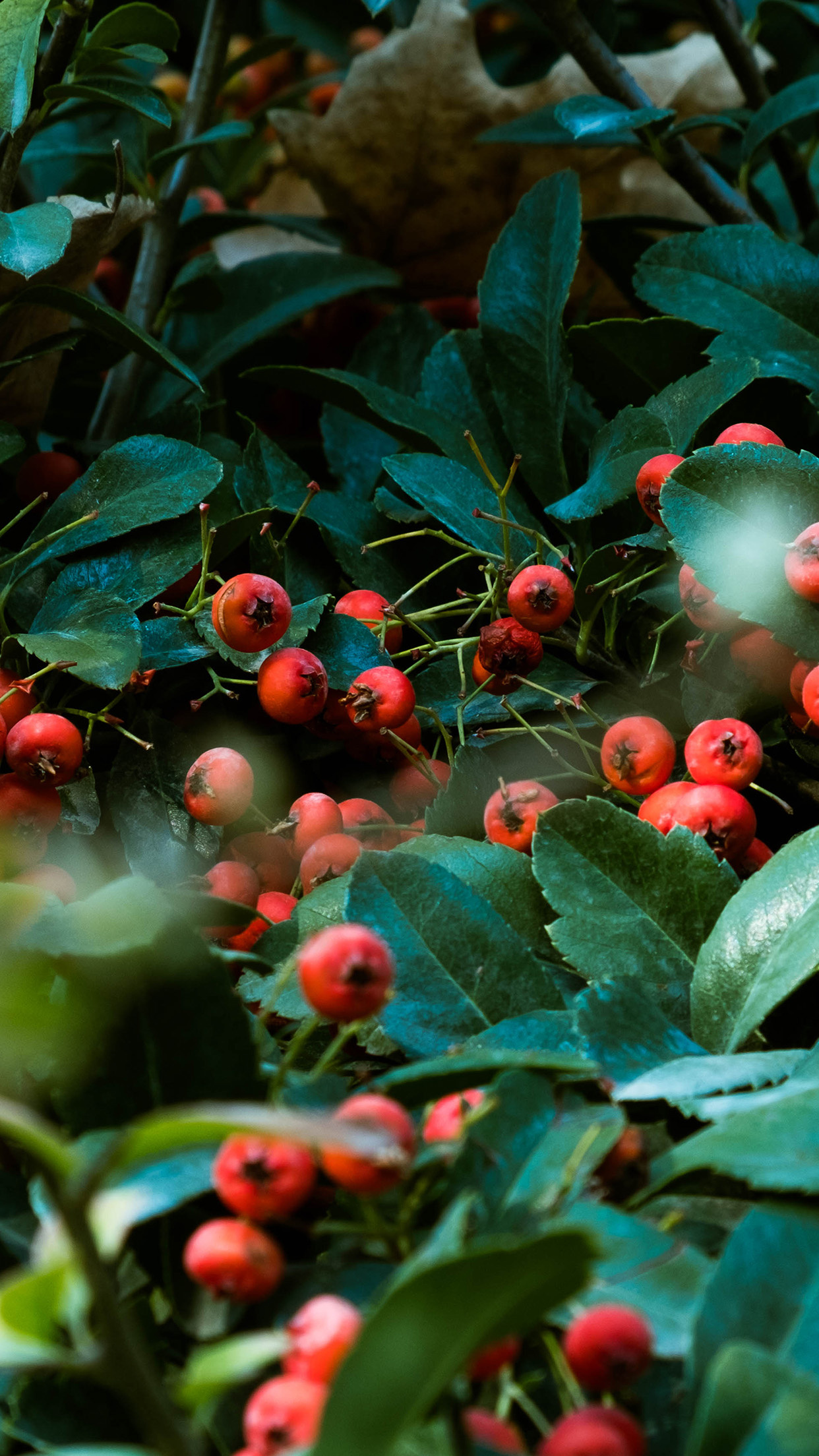 Hawthorn Tree Nature, Og05 Nature, Red Berry, Green Tree, 1250x2210 HD Phone