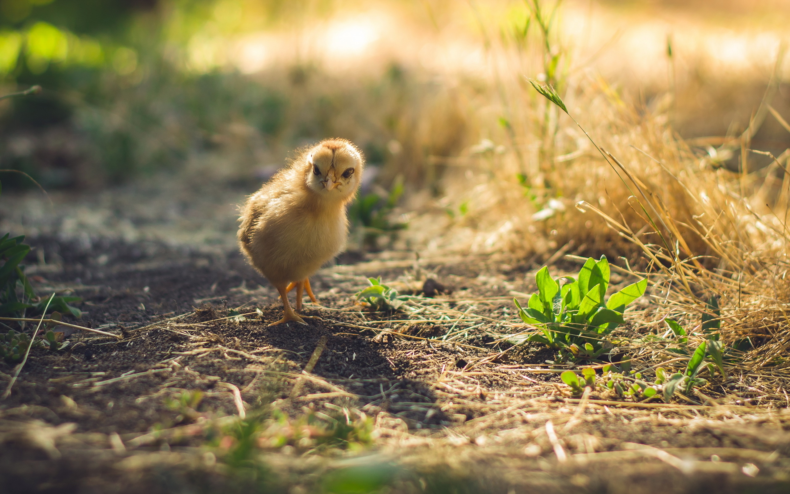 Feathered beauty, Poultry charm, Stunning plumage, Majestic birds, 2560x1600 HD Desktop