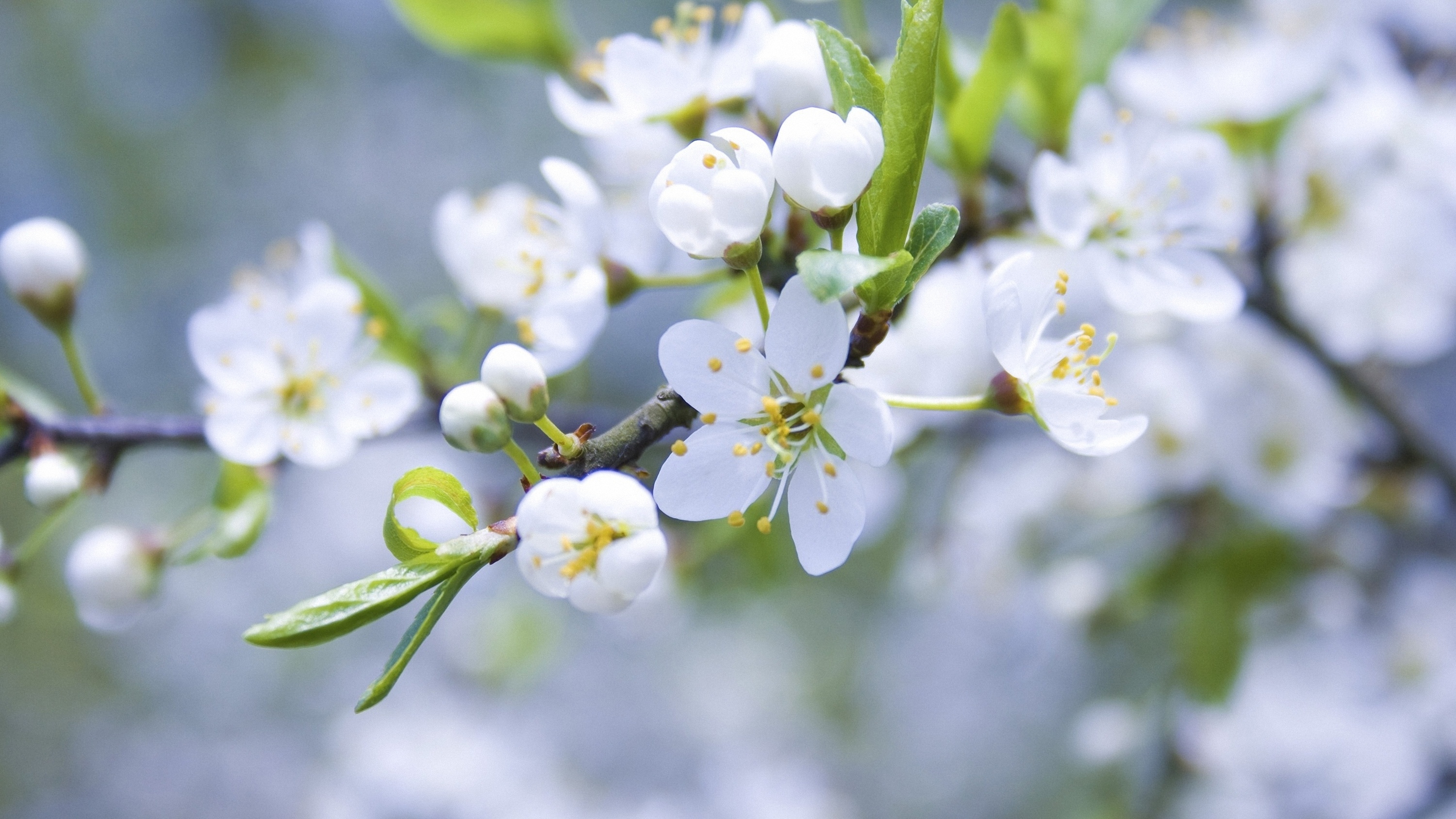 Download, Apple tree, Nature's marvel, Scenic beauty, 3000x1690 HD Desktop