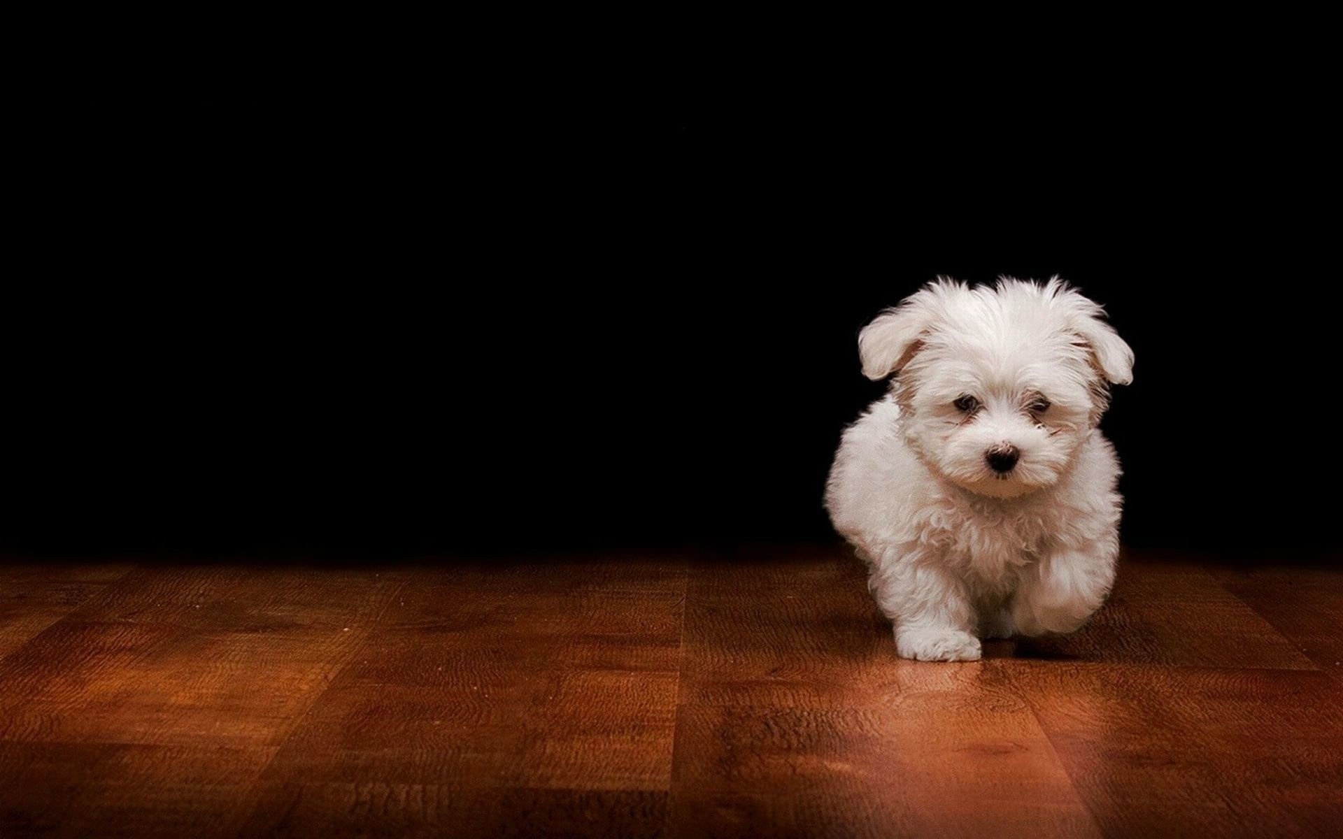 Bolognese Dog, Maltese wallpaper, Animals, 1920x1200 HD Desktop