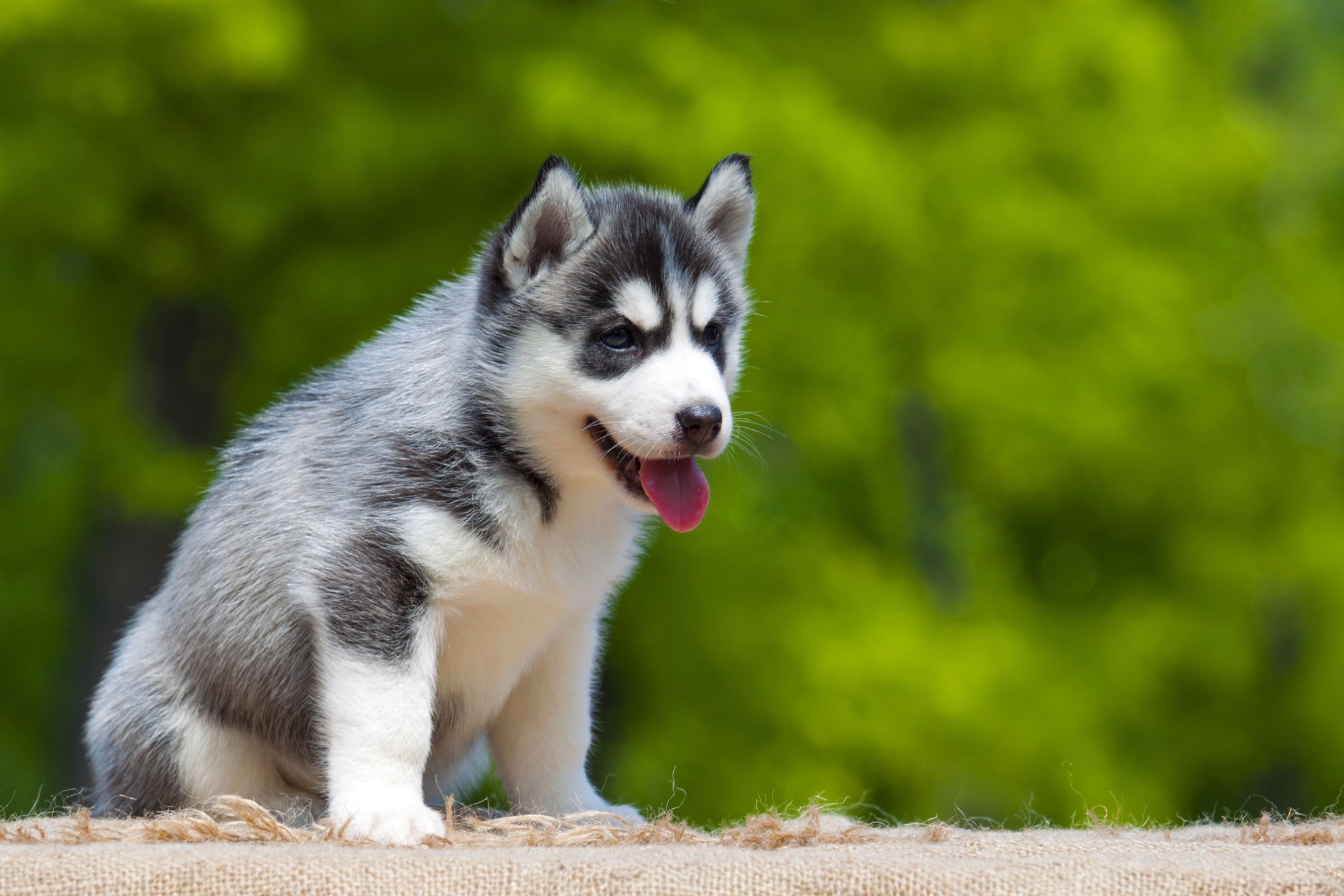 Siberian husky puppy, Outdoors, Playful antics, Cute and active, 2160x1440 HD Desktop