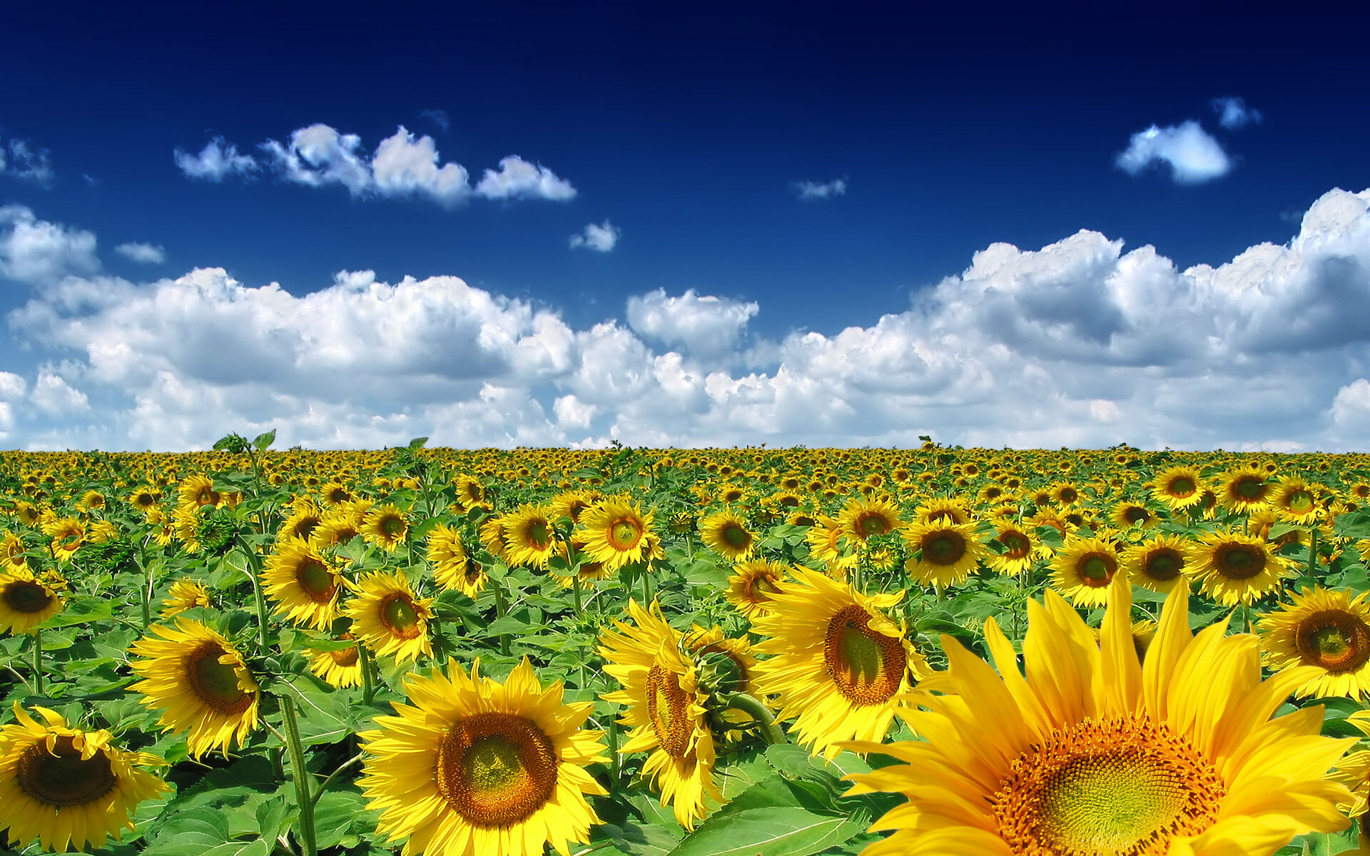 Sunflowers, Summer Wallpaper, 1920x1200 HD Desktop