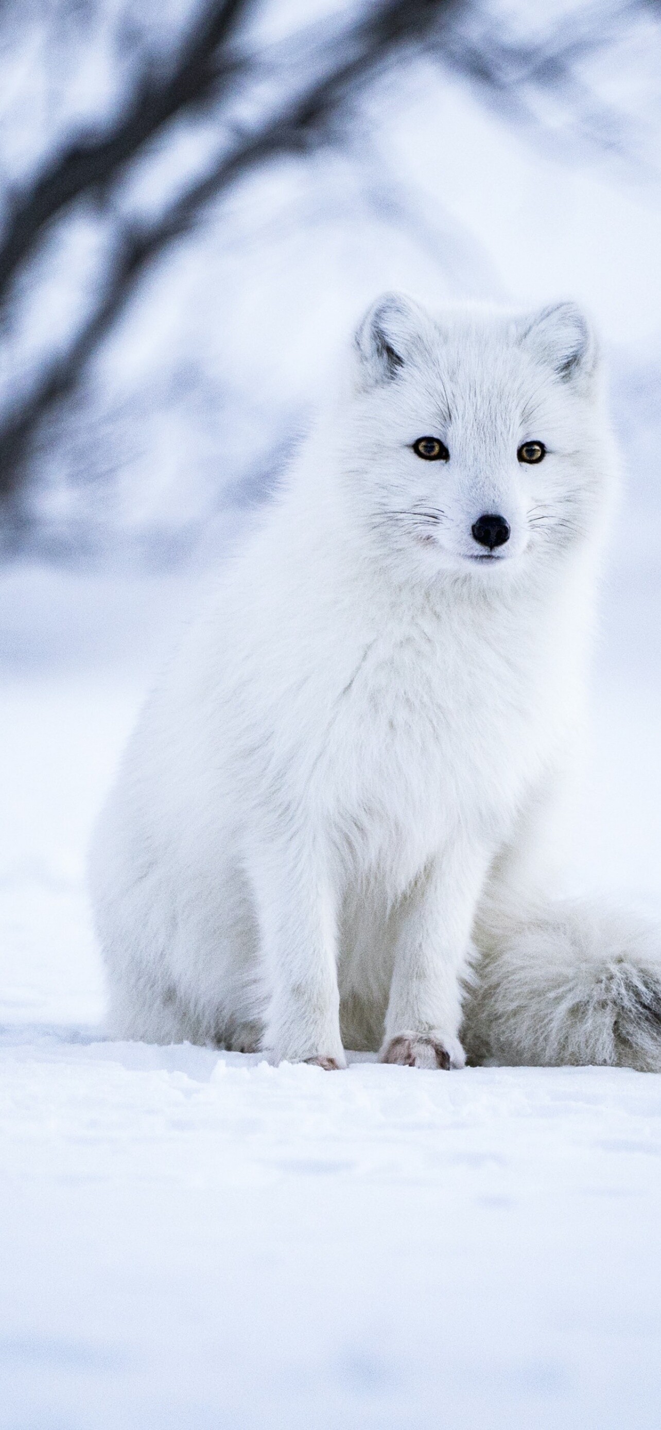 Arctic fox in snow, White wolf, Iceland landscape, Selective focus, 1290x2780 HD Phone