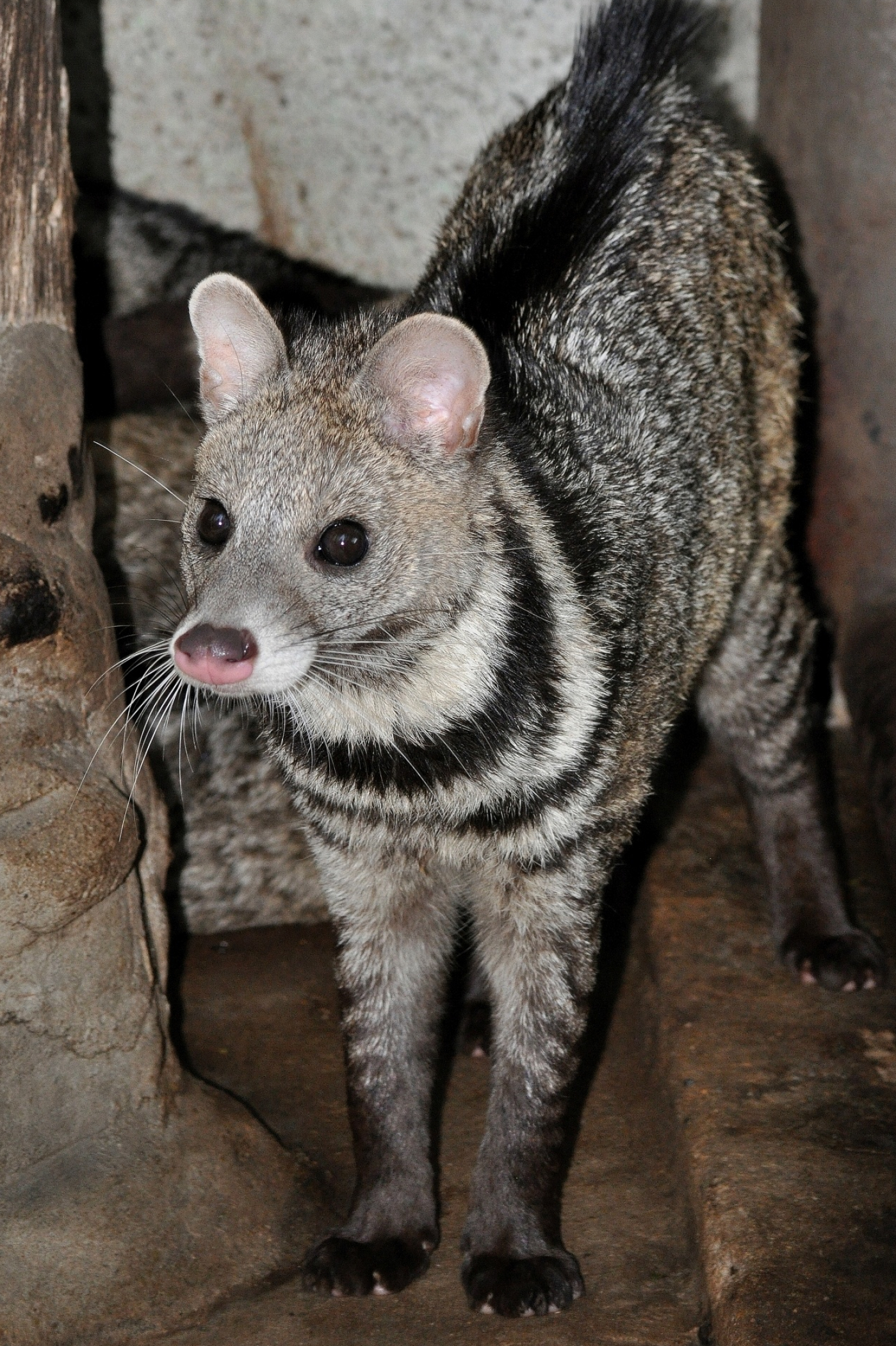 Large Indian civet, Viverra zibetha, 1400x2100 HD Phone