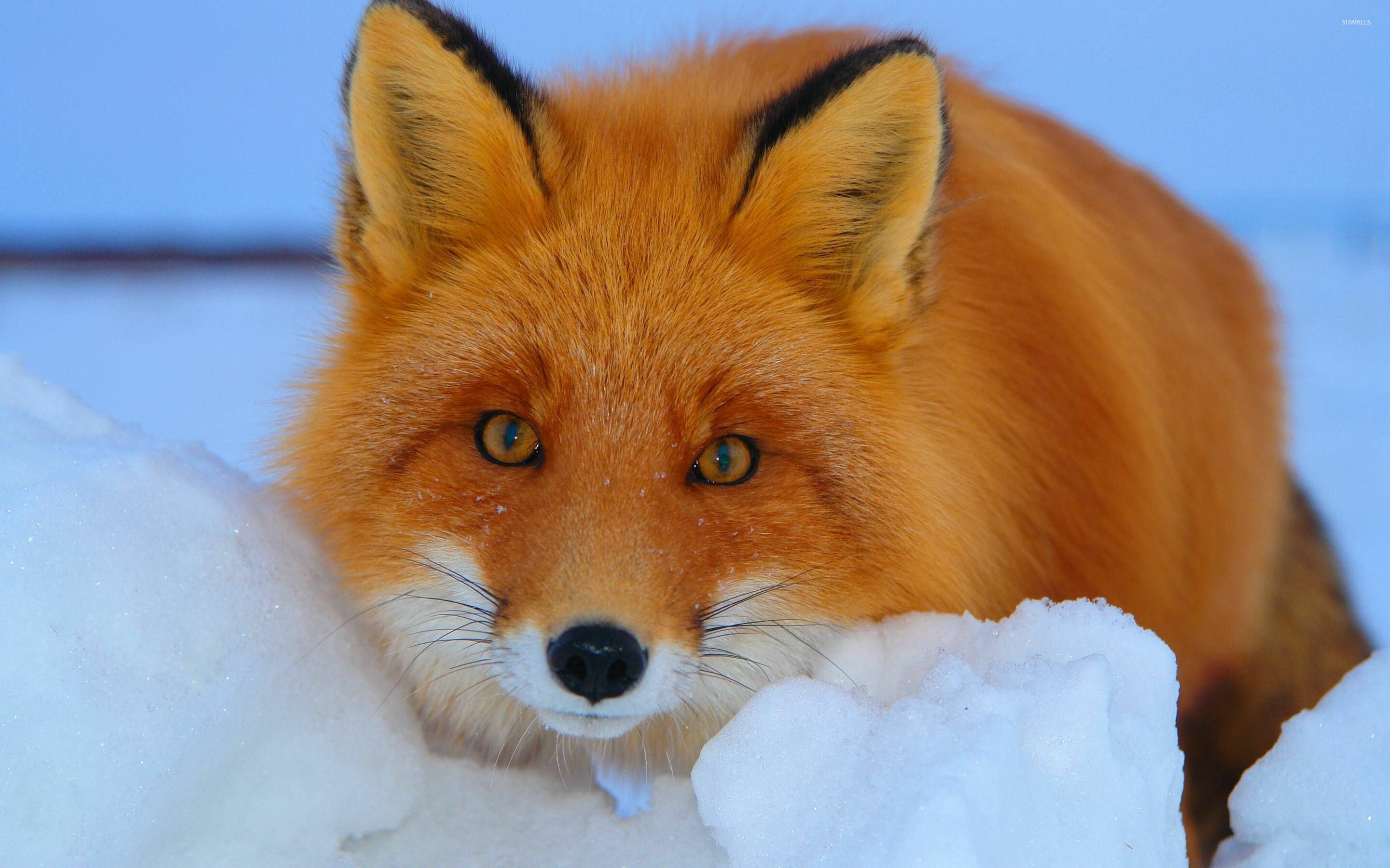 Staring fox, Animal wallpapers, Fox close-up, Focus, 2880x1800 HD Desktop