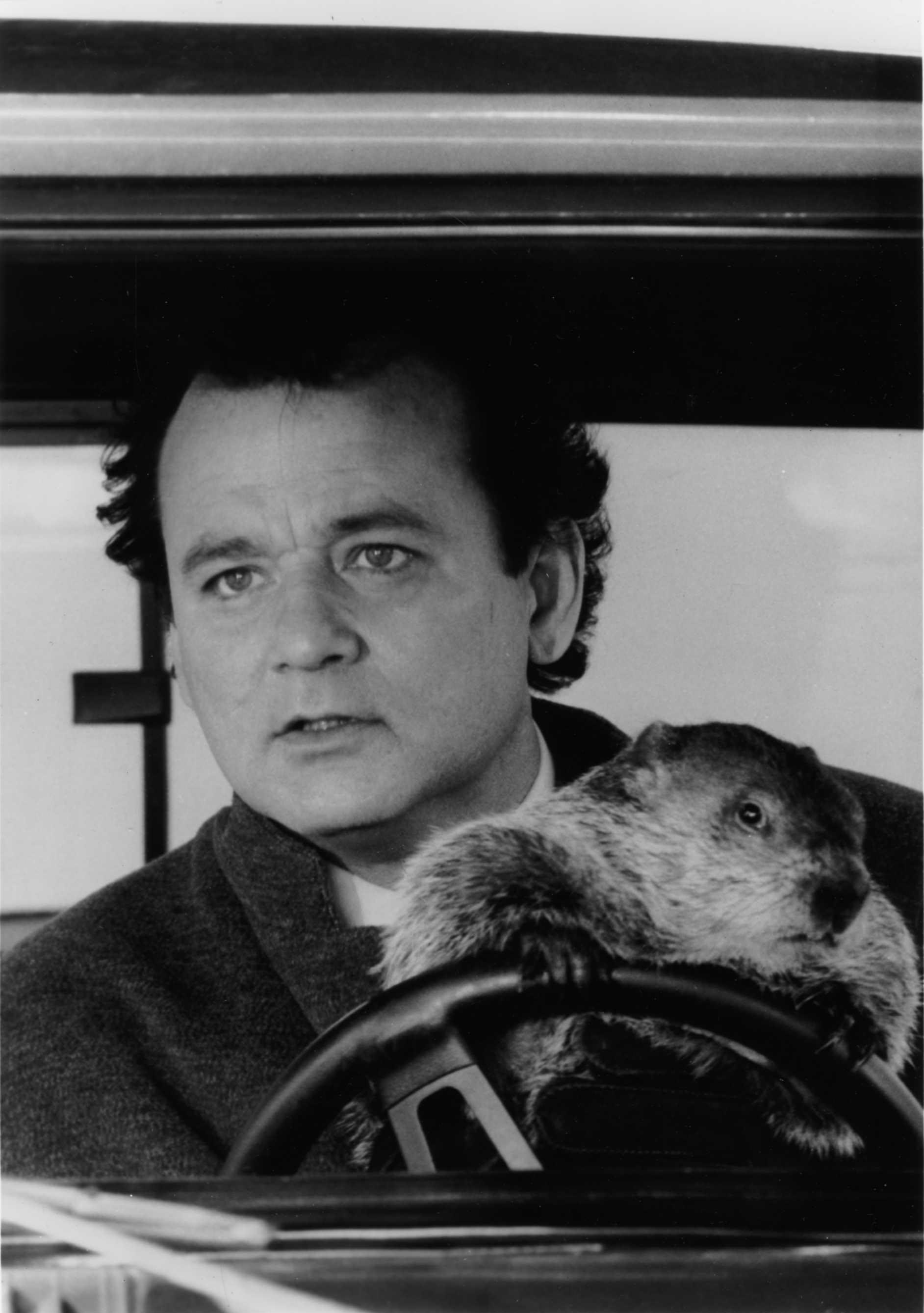 Bill Murray, Groundhogs Wallpaper, 1890x2680 HD Phone