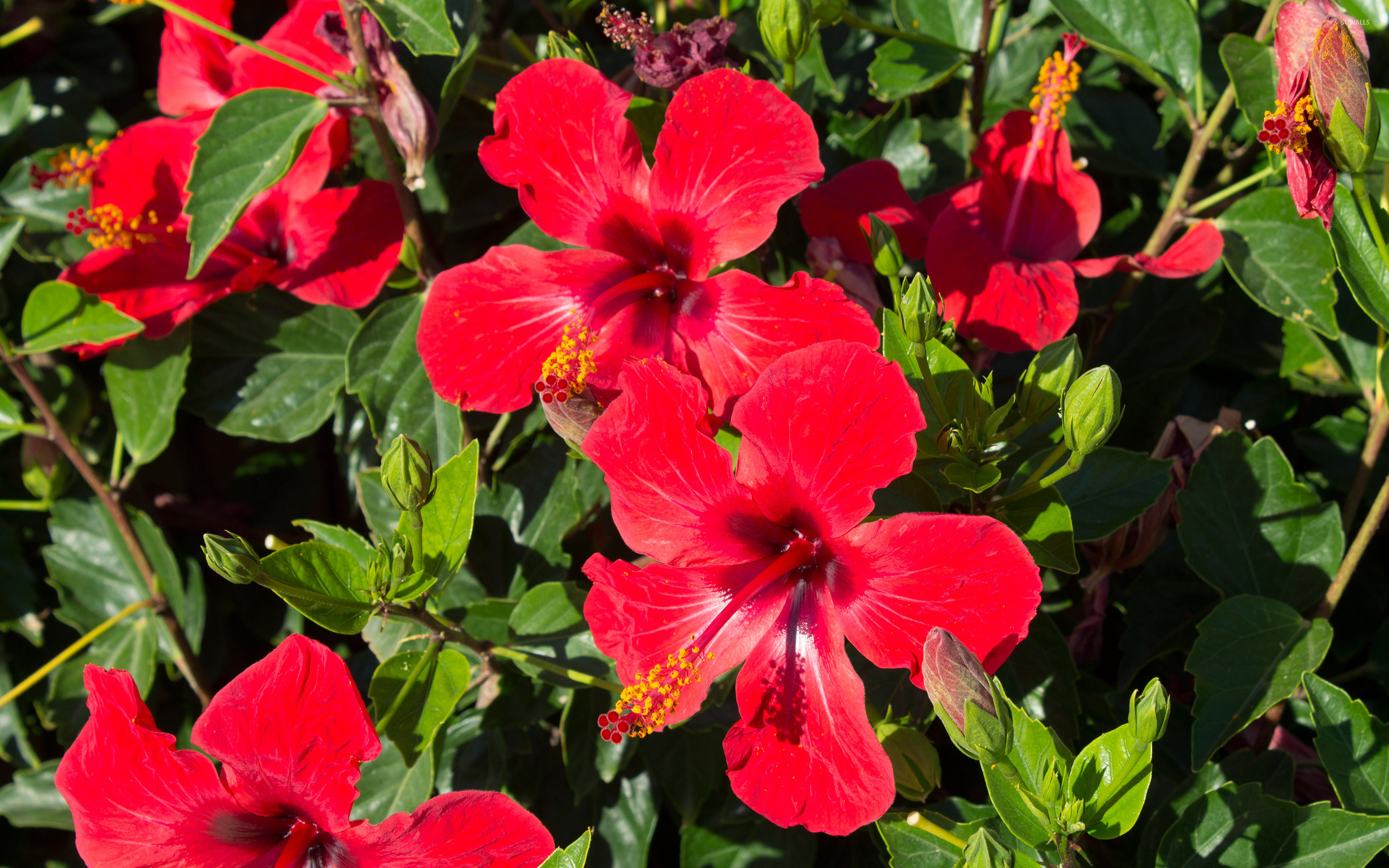 Hibiscus wallpaper, Floral beauty, Flower backdrop, HD wallpapers, 2880x1800 HD Desktop