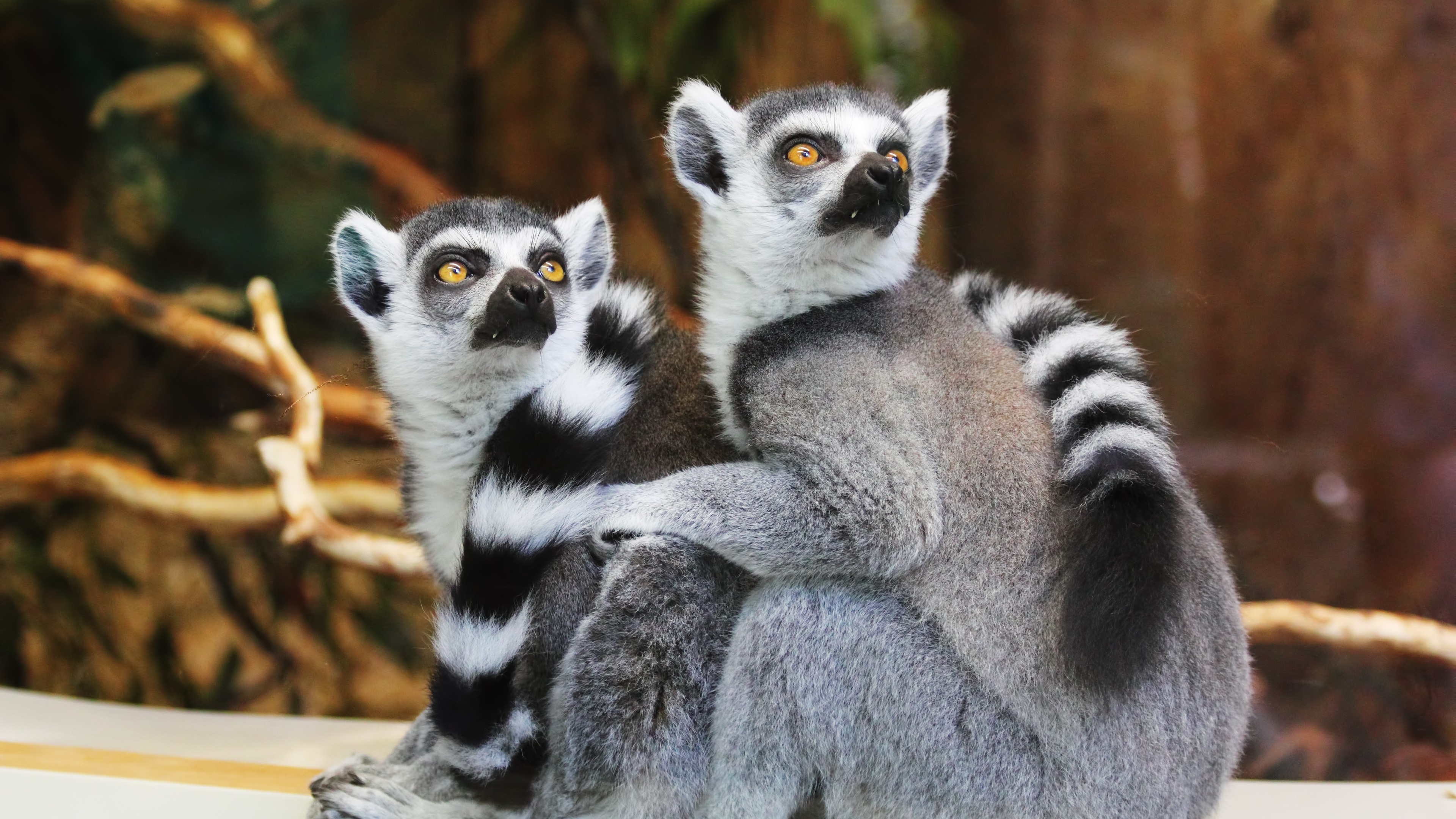 Couple, Lemurs Wallpaper, 3840x2160 4K Desktop