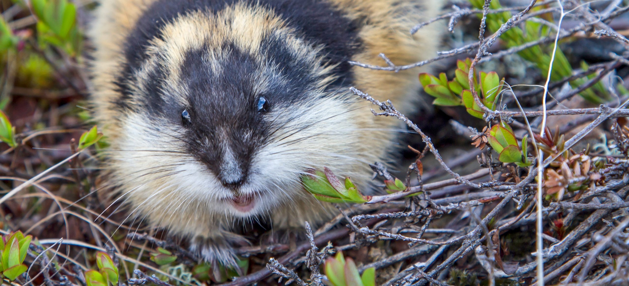 Lemming, Species identifier, Lemming introduction, Animal marvel, 2560x1170 Dual Screen Desktop