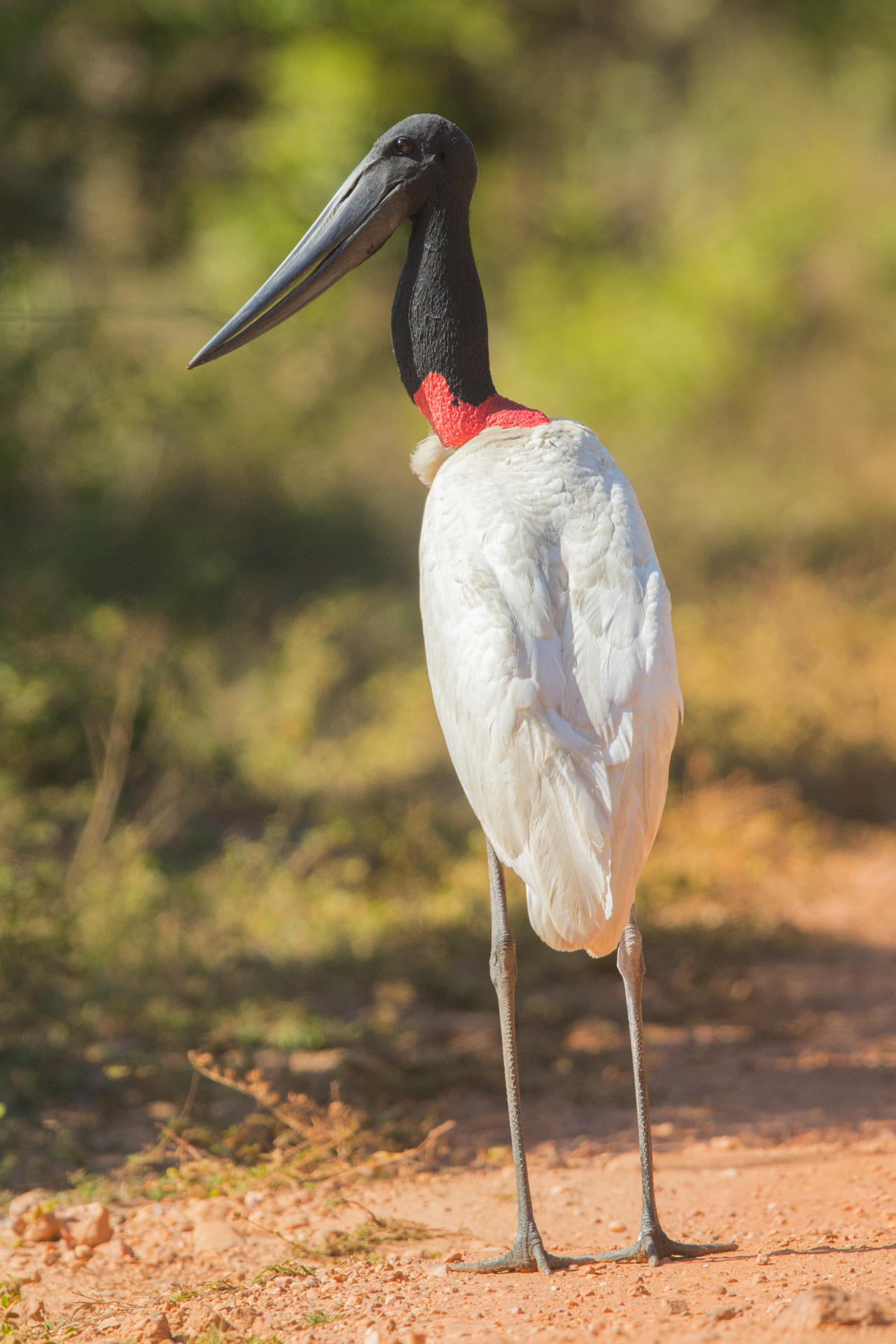 A Dinosaur A Day, Jabiru, Mycteria, Prehistoric, 1280x1920 HD Phone