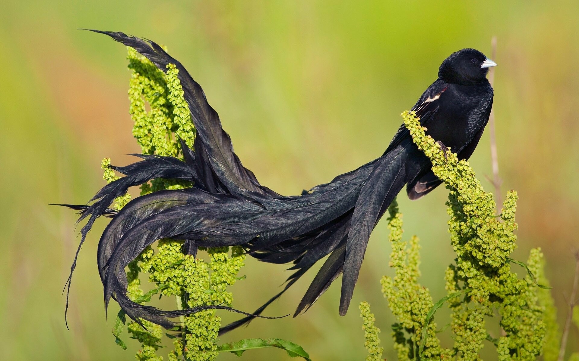 Bird-of-paradise, Birds Wallpaper, 1920x1200 HD Desktop