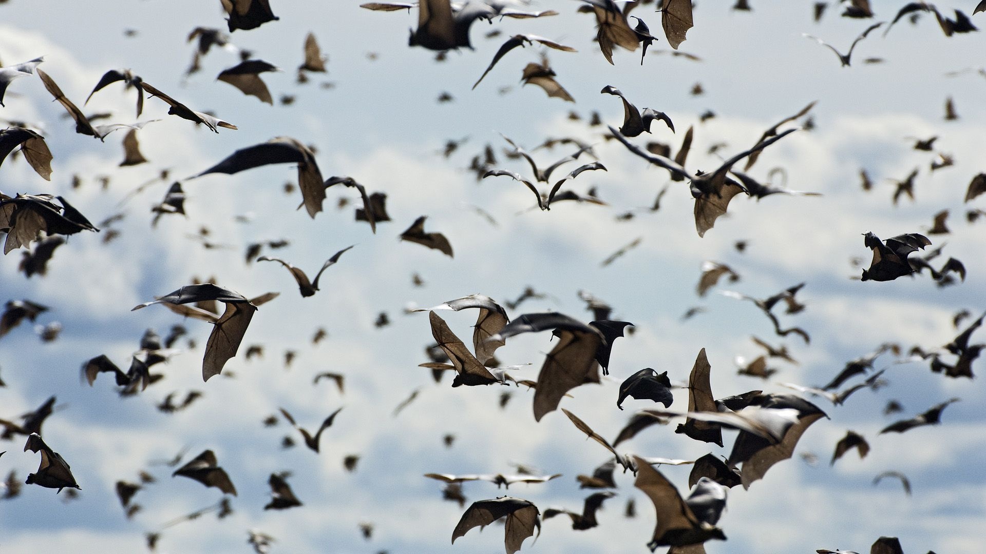 Flying, Bats Wallpaper, 1920x1080 Full HD Desktop